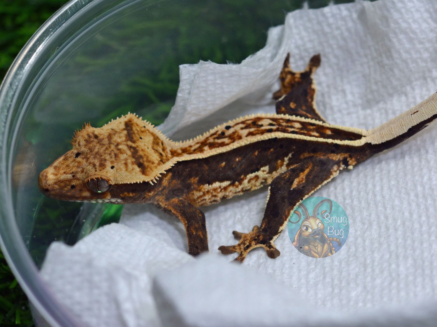 Be Mine, dark based cream pinstripe harlequin possible male crested gecko