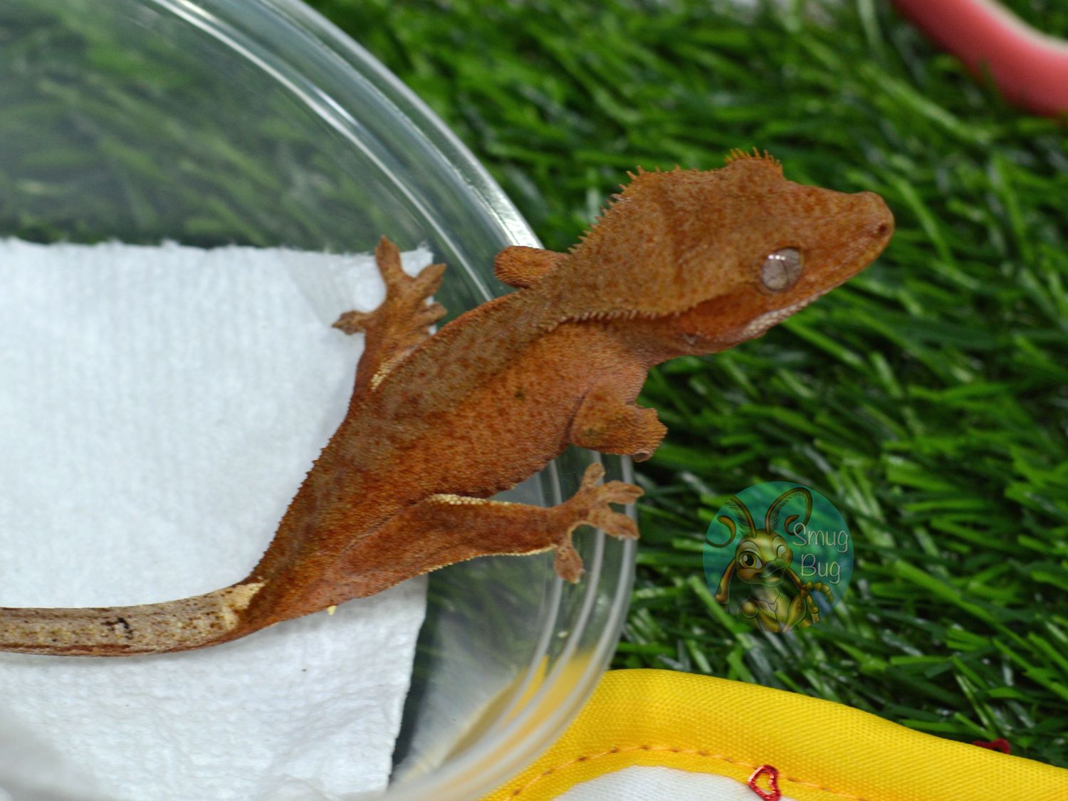 Dirty Dialogue, red phantom possible female crested gecko