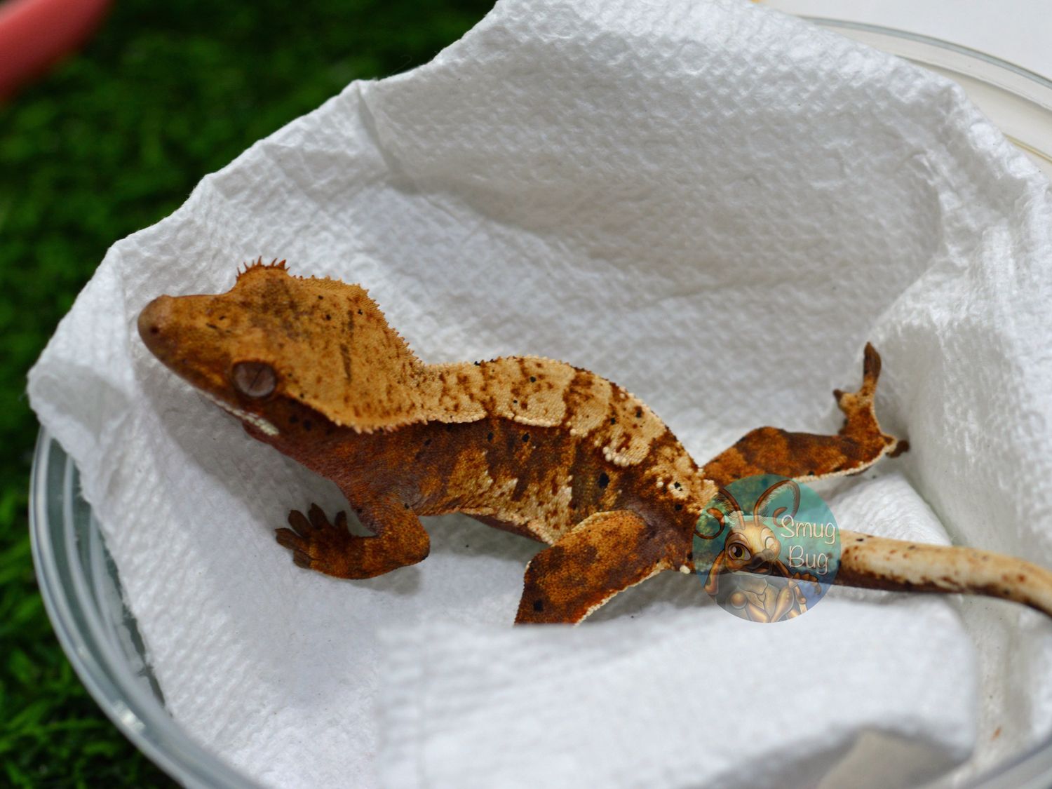 Even a Dad Still Wants It, red based tricolor brindle dalmatian harlequin probable female crested gecko