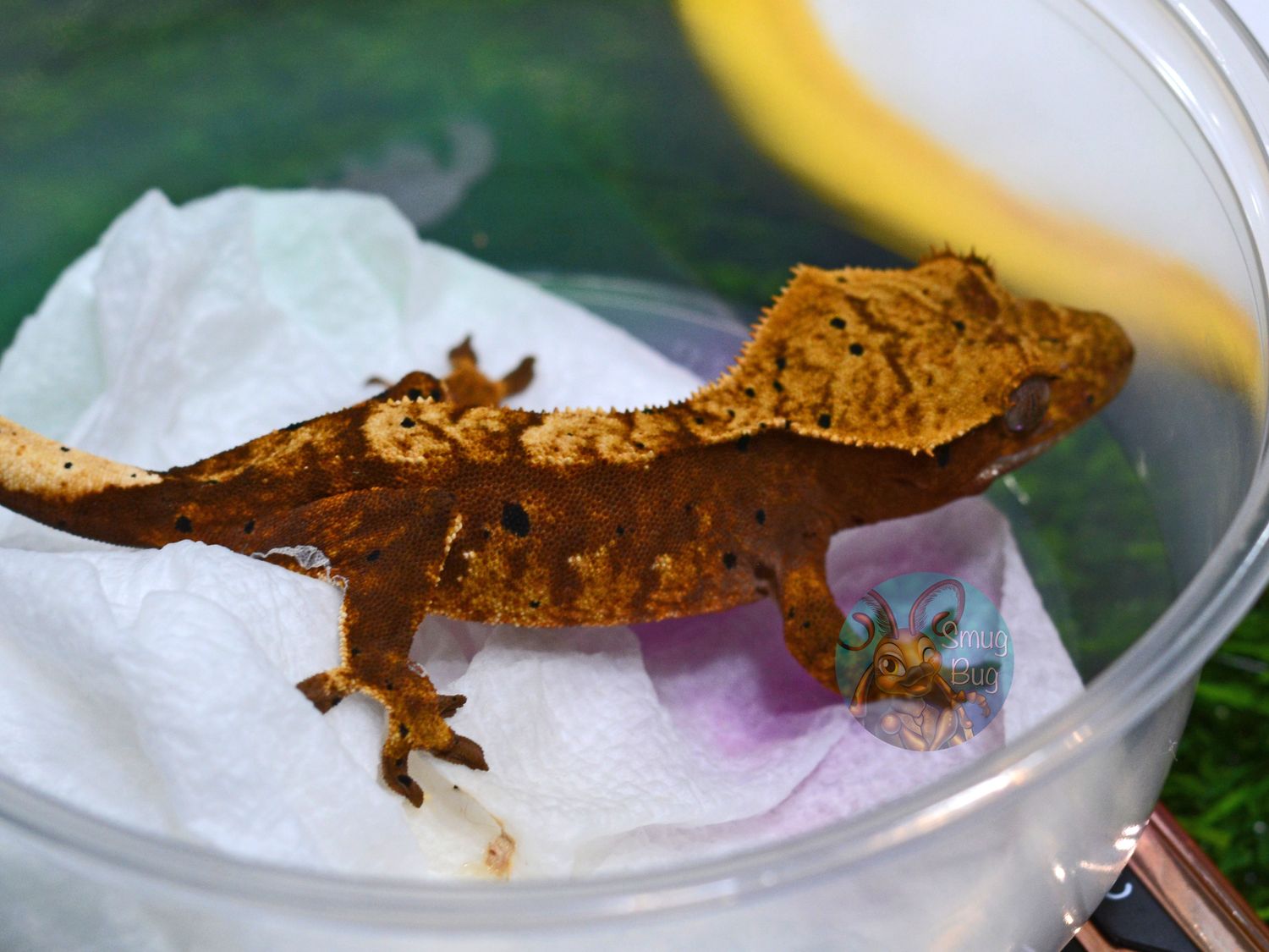 Interspecies Reviewers, dirty red brindle harlequin dalmatian probable female crested gecko