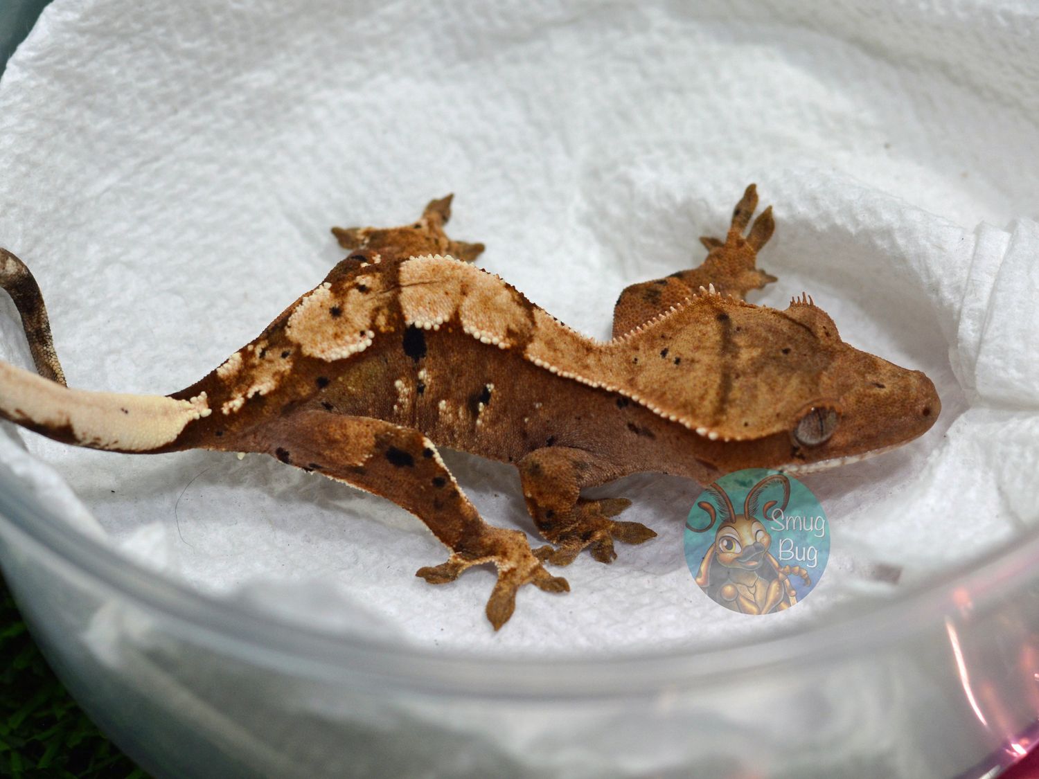 Interspecies Reviewers, dirty red brindle harlequin dalmatian probable female crested gecko