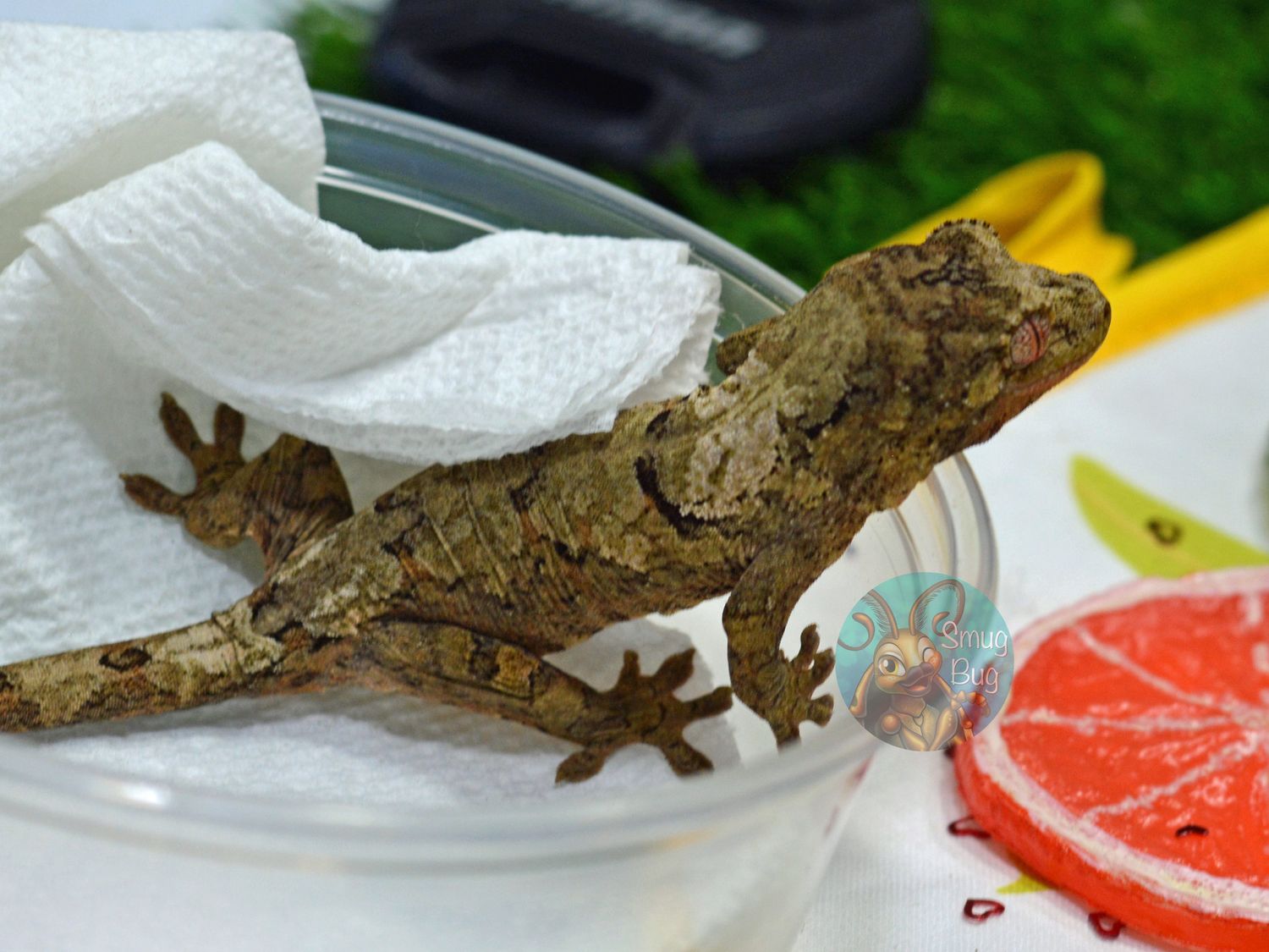Lingus, White Collar Pine Island possible female chahoua gecko