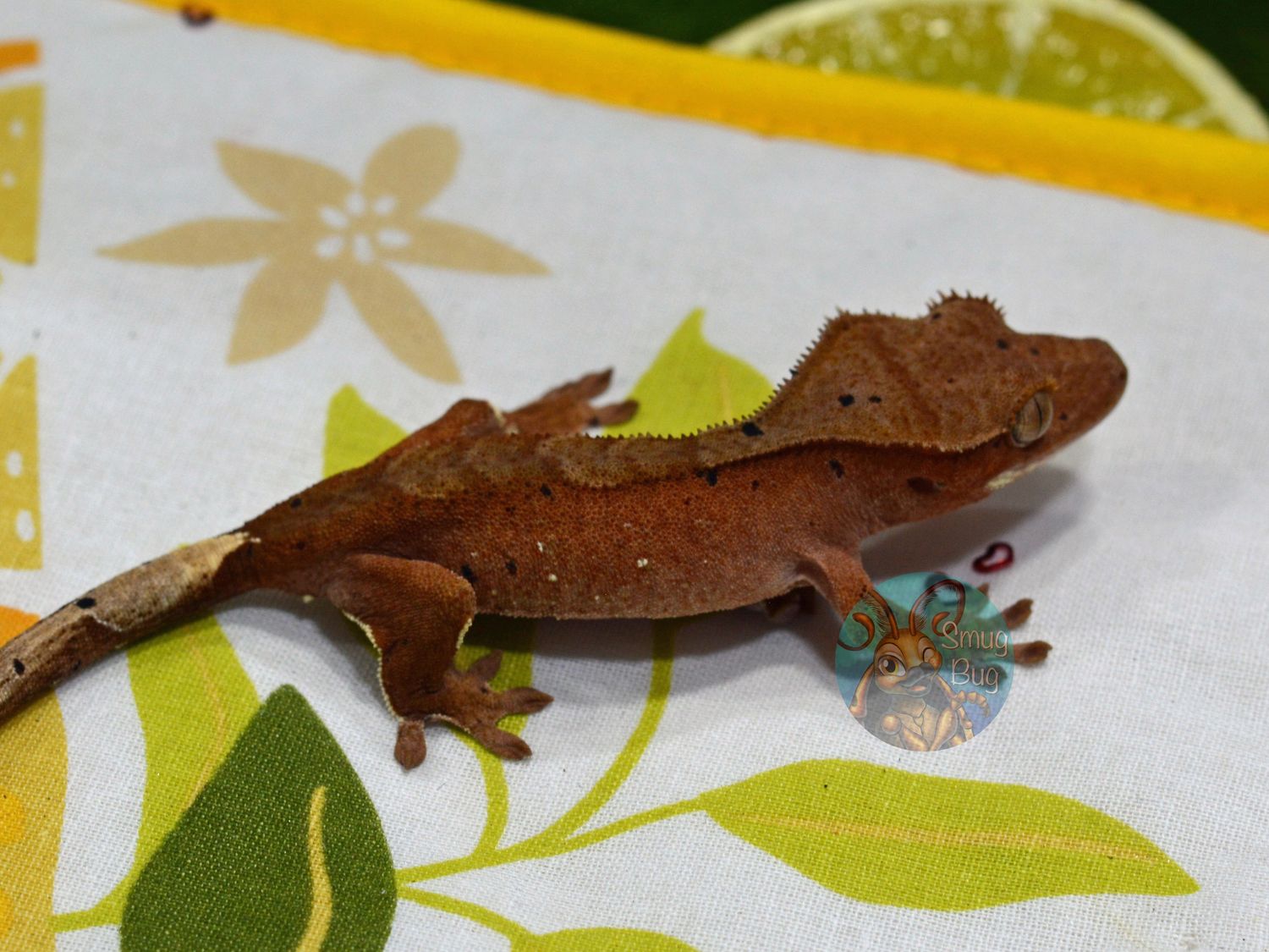 Passion &amp; Ponies, red phantom dalmatian possible female crested gecko