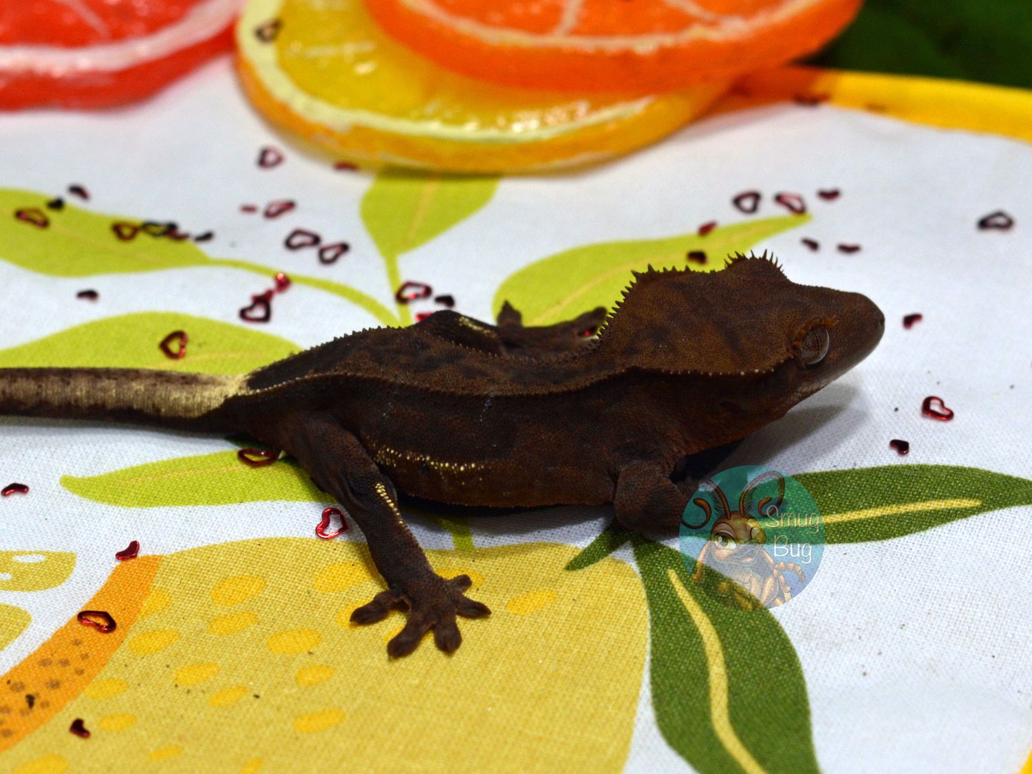 Play My Game, soft scale dark line phantom probable male crested gecko