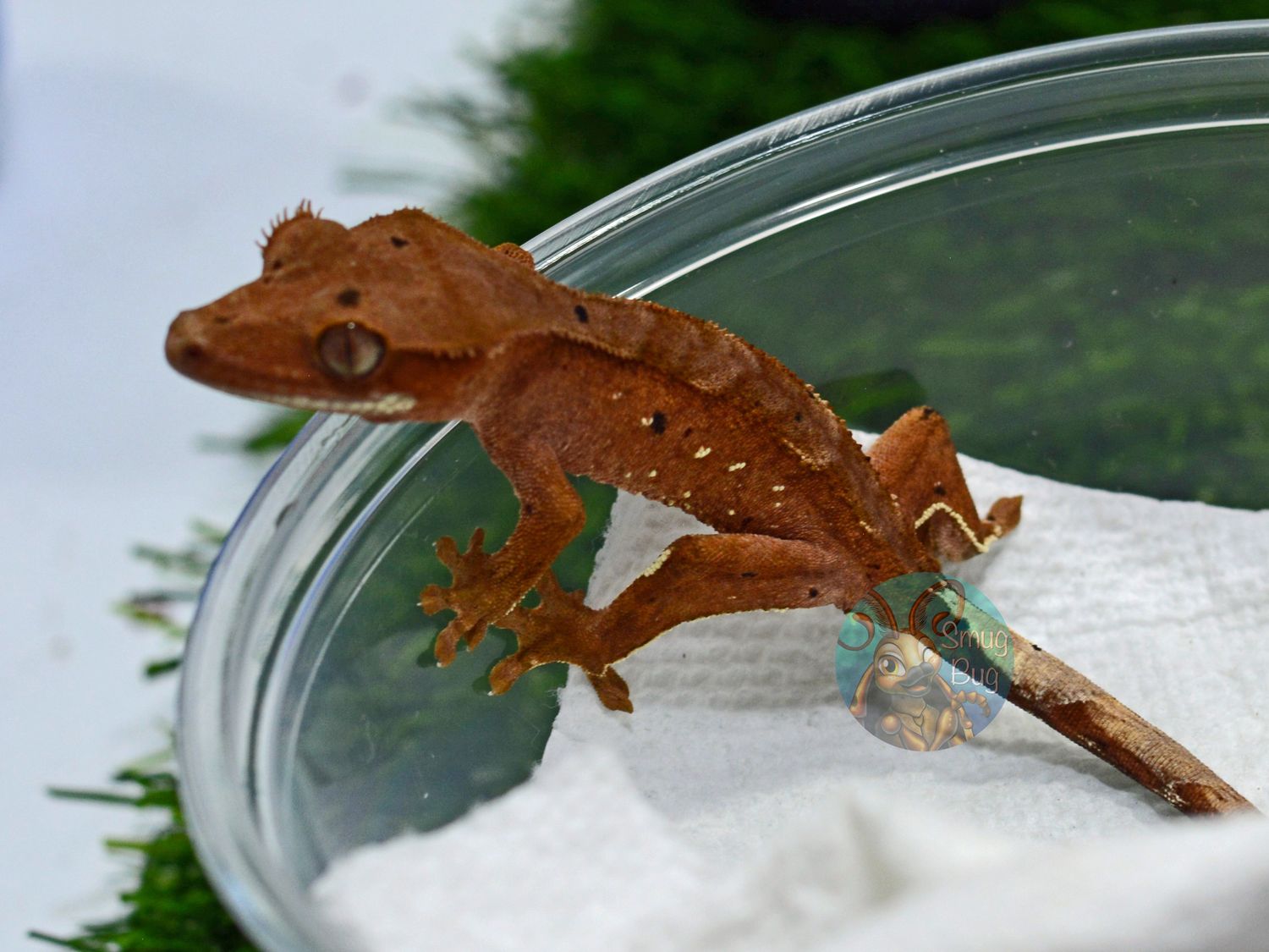 Rules of Protection, Red based phantom dalmatian with portholes possible female crested gecko