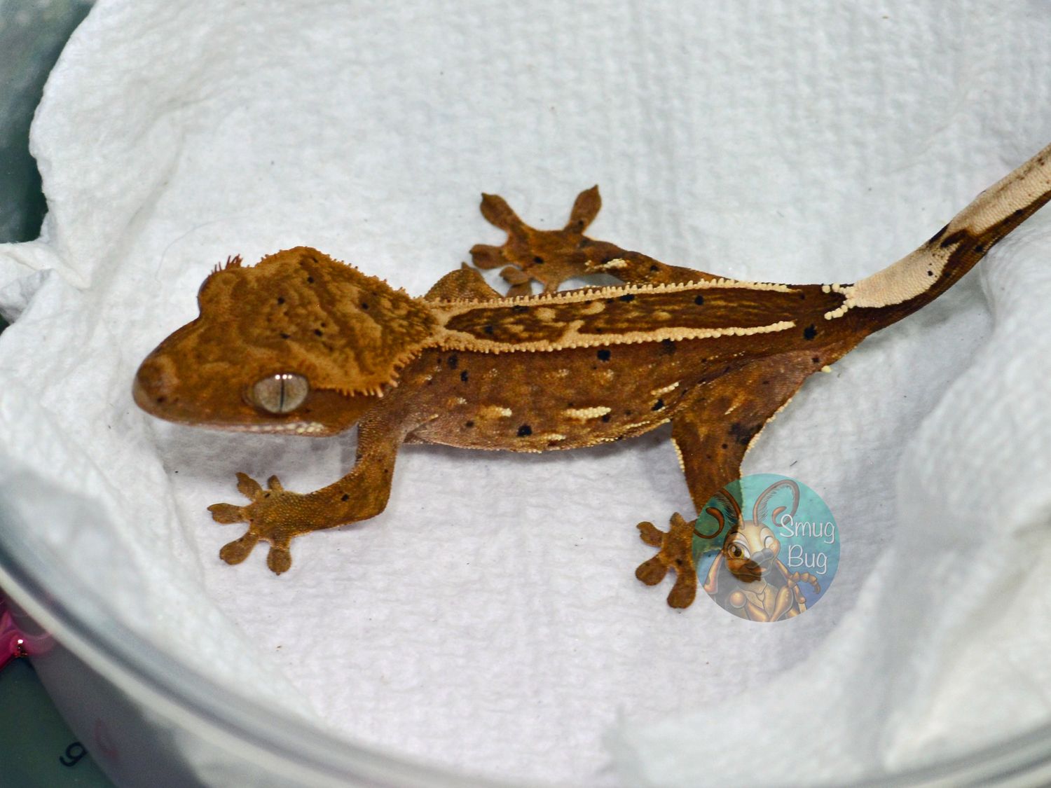 Seduction and Snack, Dirty based pinstripe possible female crested gecko