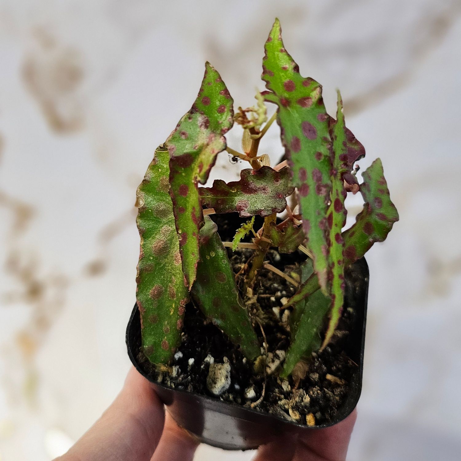 Begonia amphioxus &quot;Butterfly Begonia&quot;