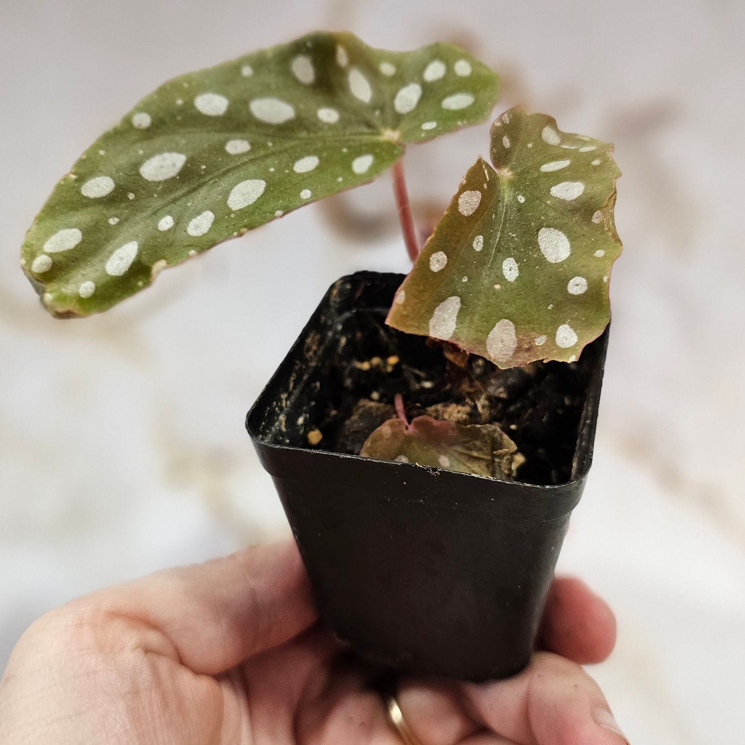 Begonia maculata &quot;Polka Dot Begonia&quot;