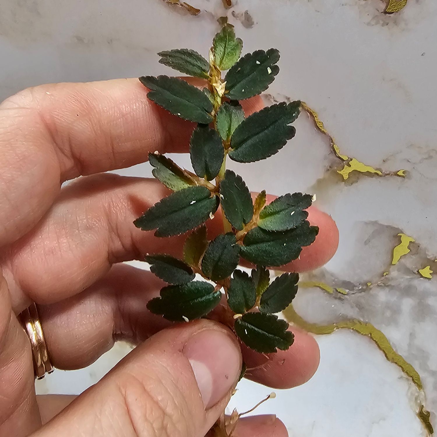 Begonia foliosa var. putzeysiana