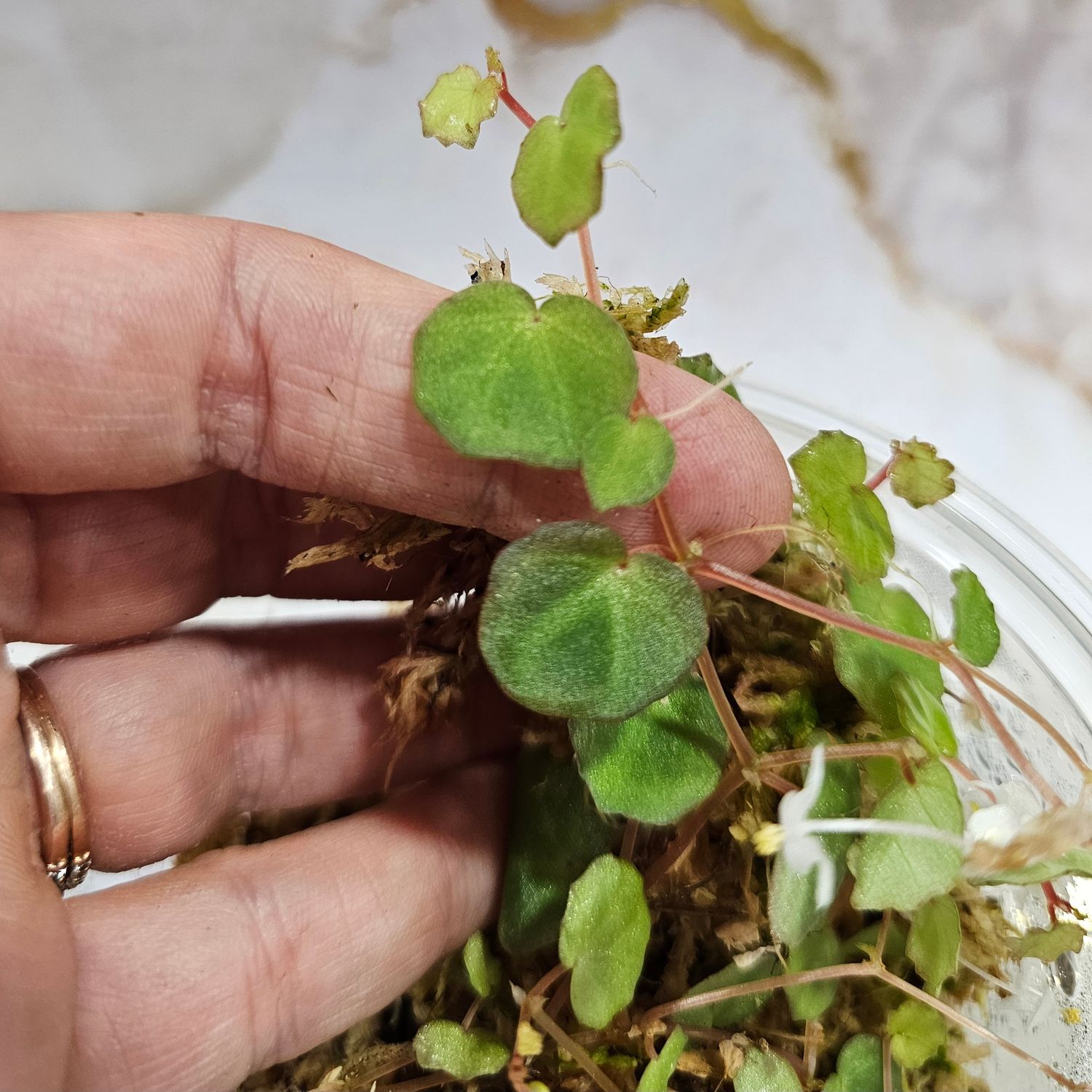 Begonia lichenora