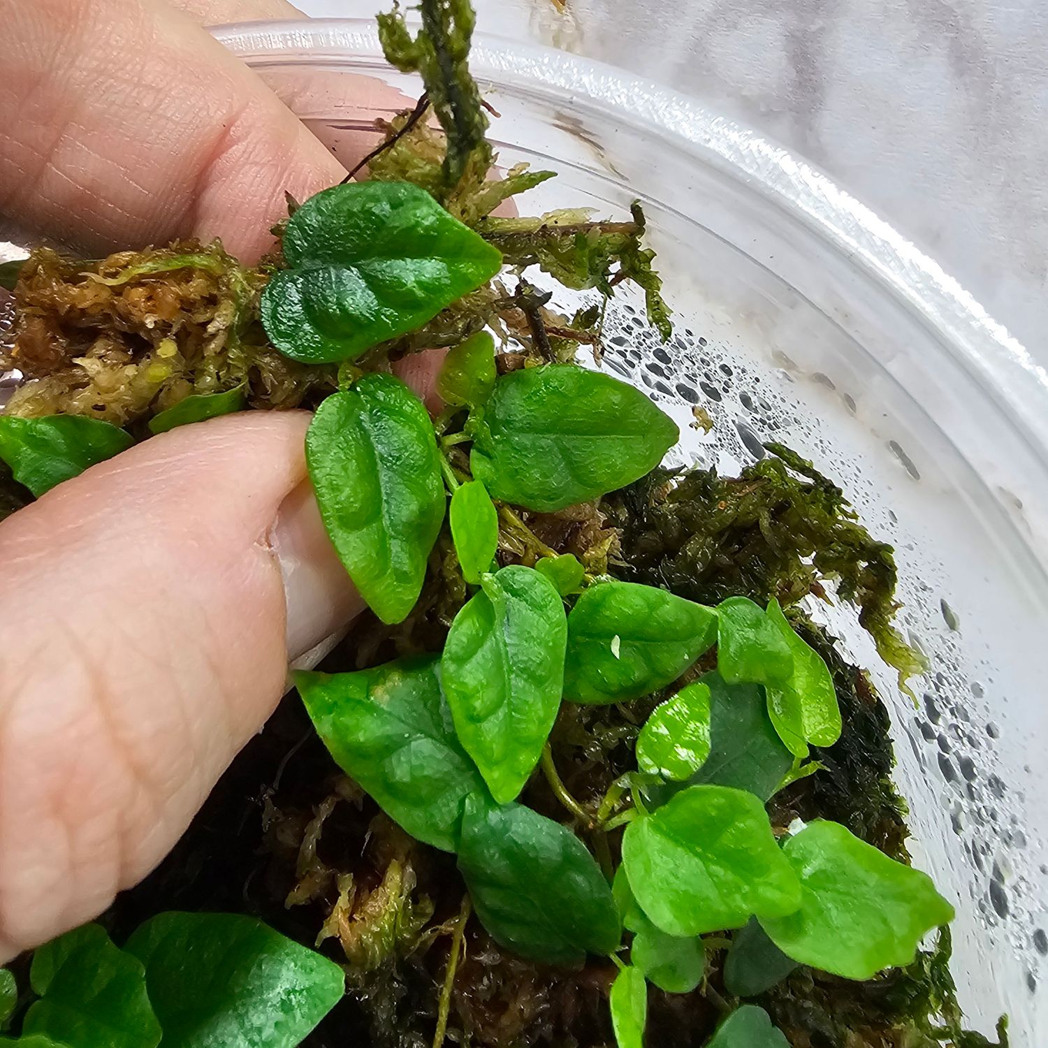 Creeping fig &quot;Oak Leaf&quot; (Ficus Pumila)