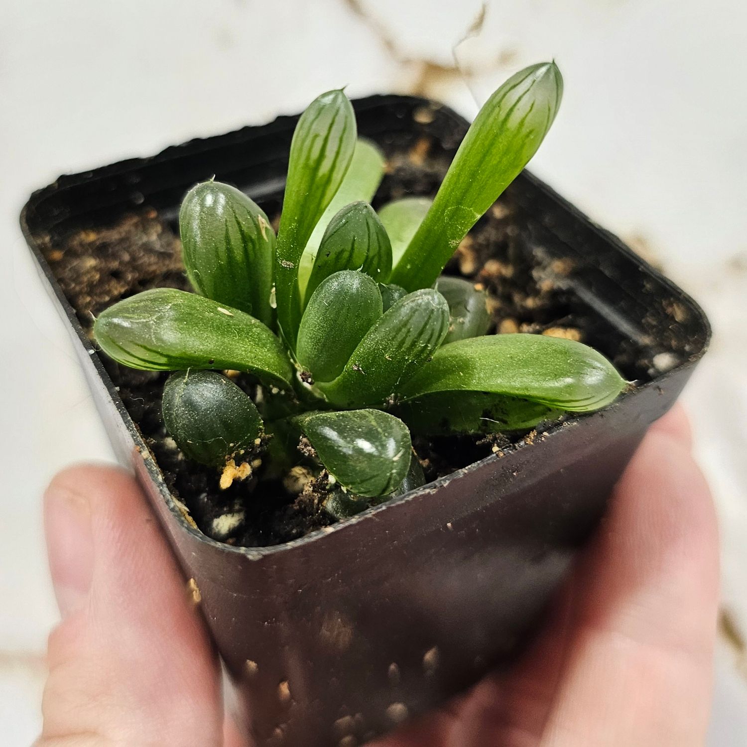 Haworthia cooperi var. truncata &quot;Alien eggs&quot;