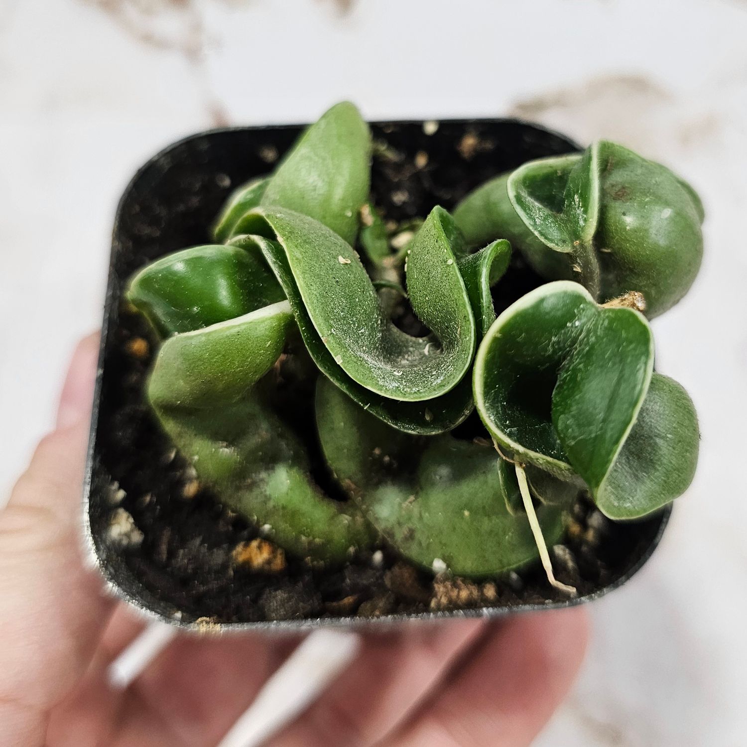 Hindu Rope Hoya (Hoya carnosa compacta)