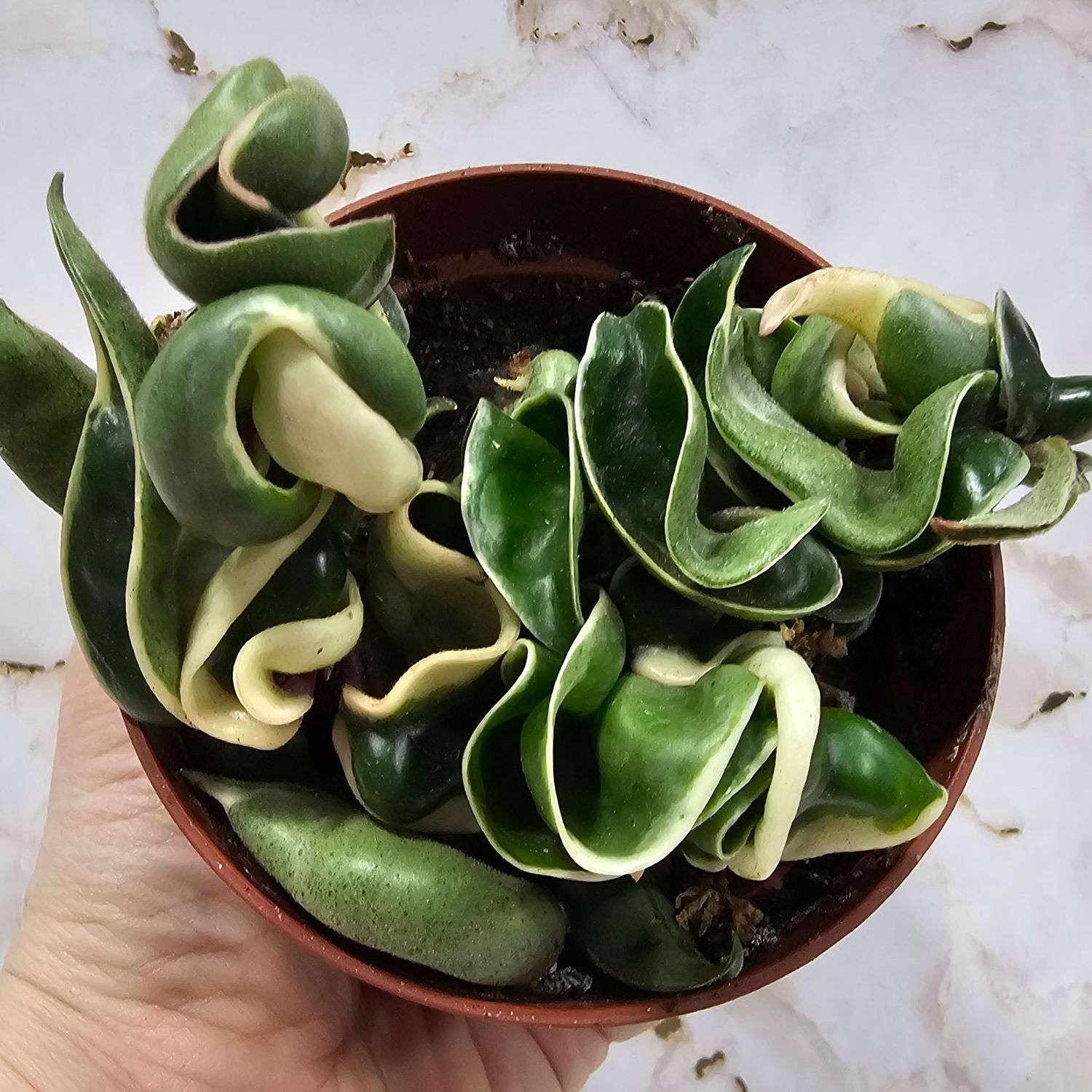 Hindu Rope Hoya, variegated (Hoya carnosa compacta)