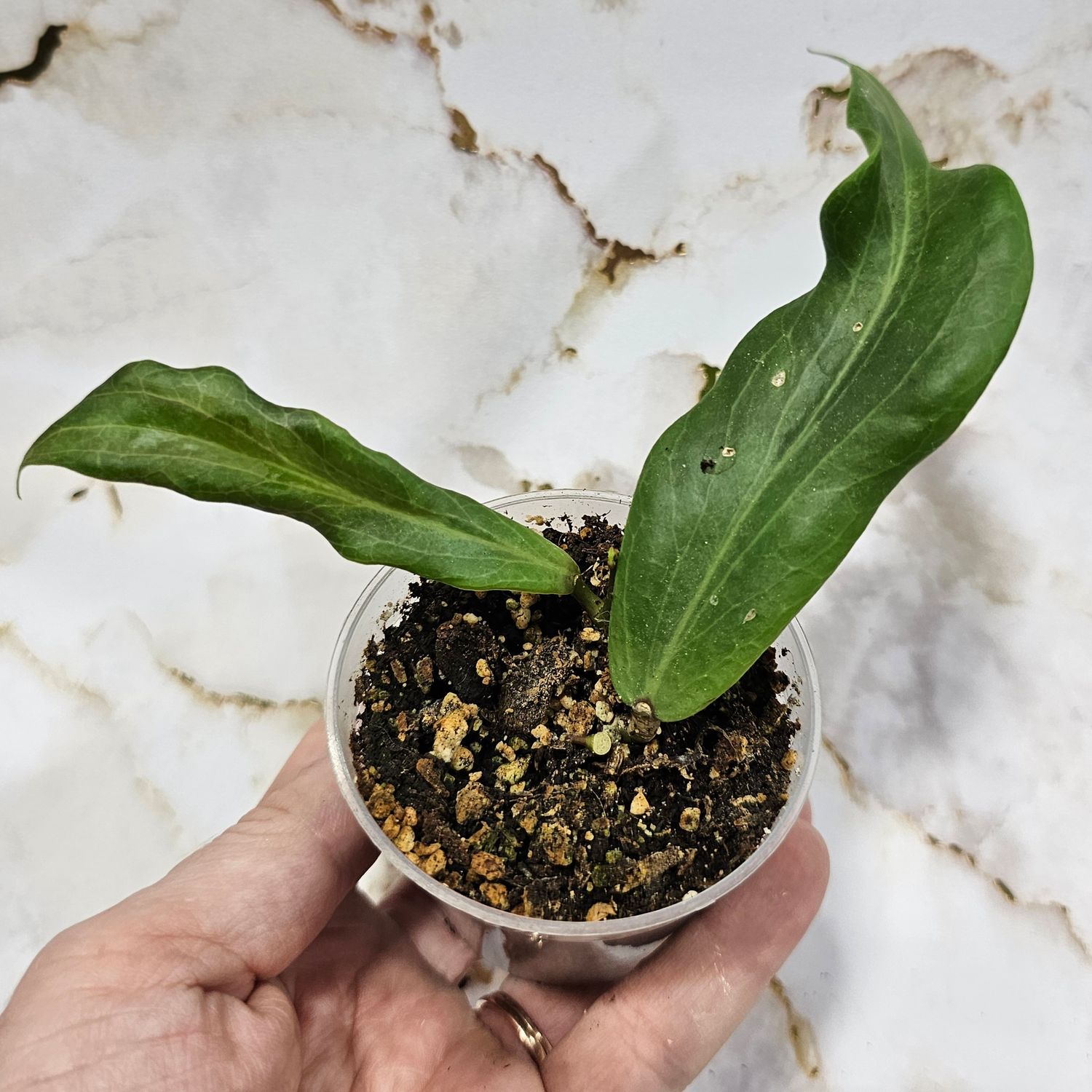 Hoya bordenii