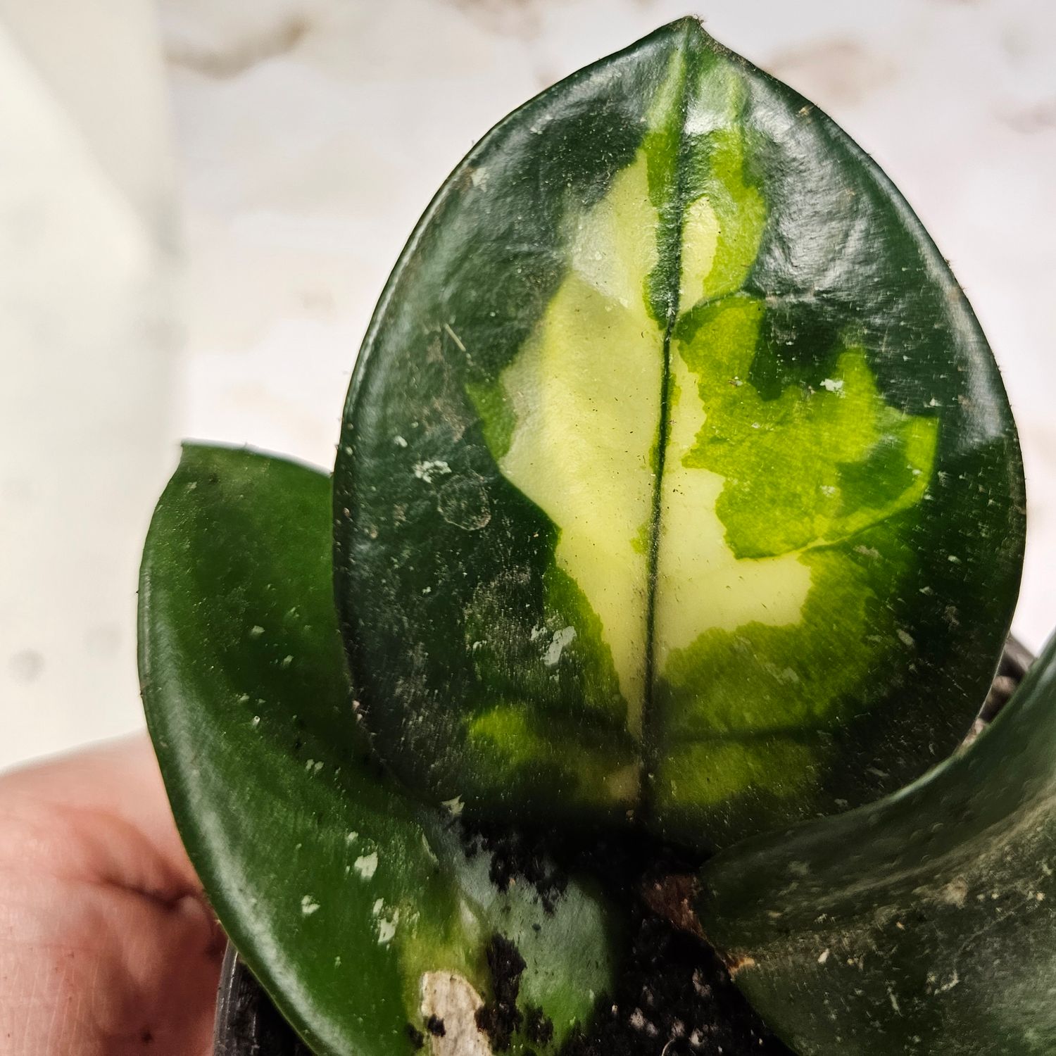 Hoya carnosa &quot;Krimson princess&quot;