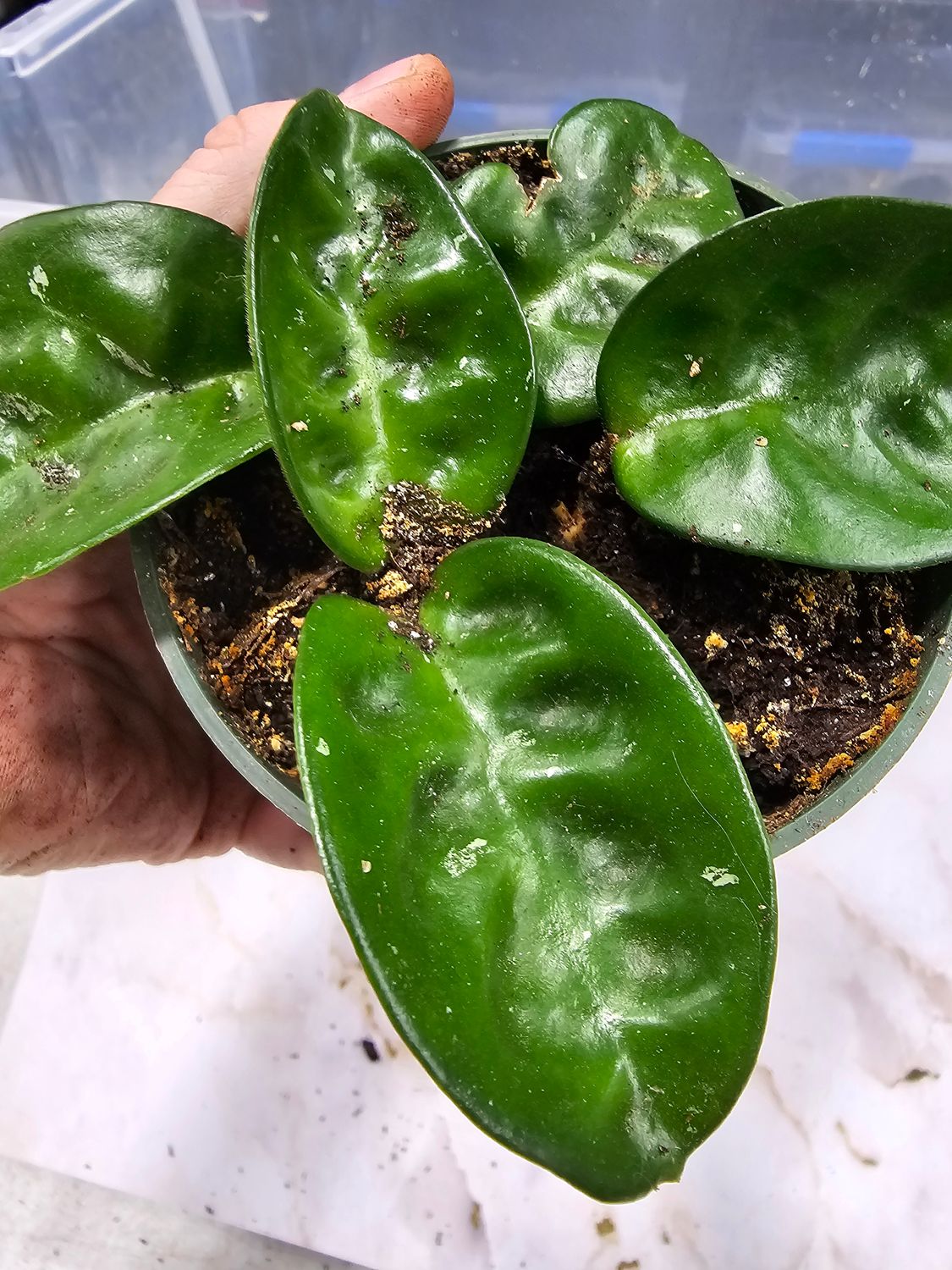 Hoya carnosa &quot;Krinkle 8&quot;