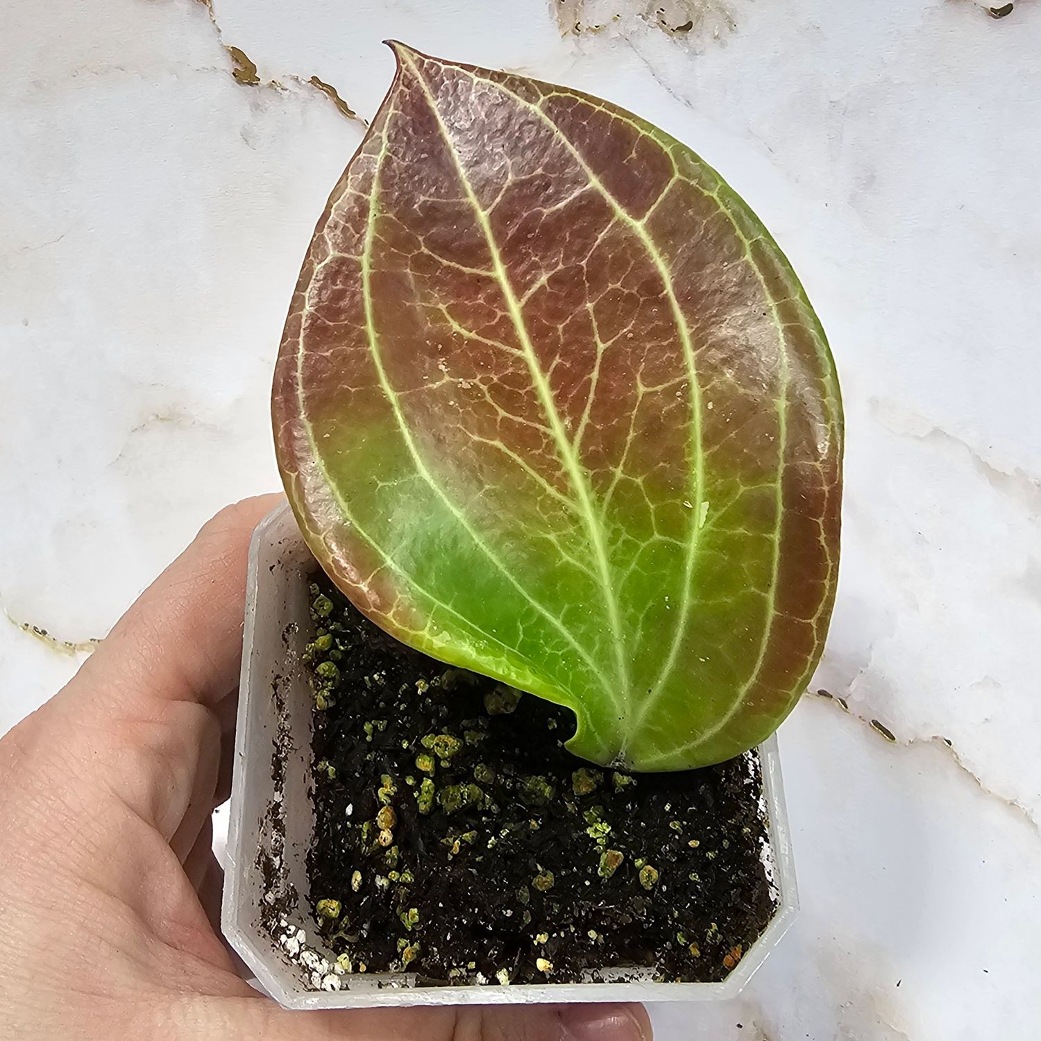 Hoya merrillii