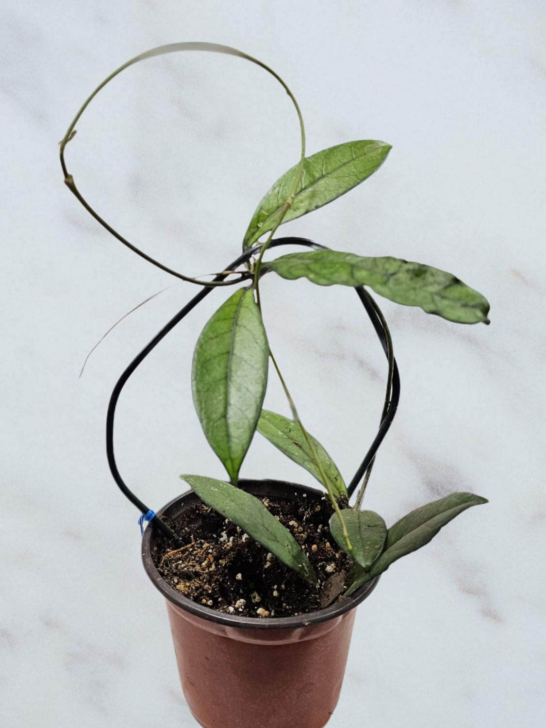 Hoya callistophylla