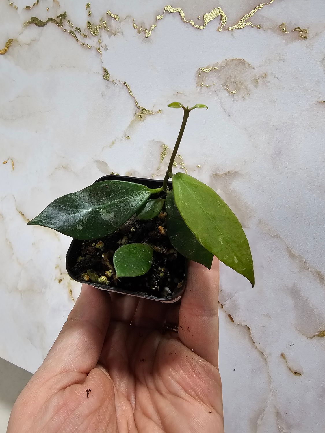 Hoya &quot;Rebecca&quot;