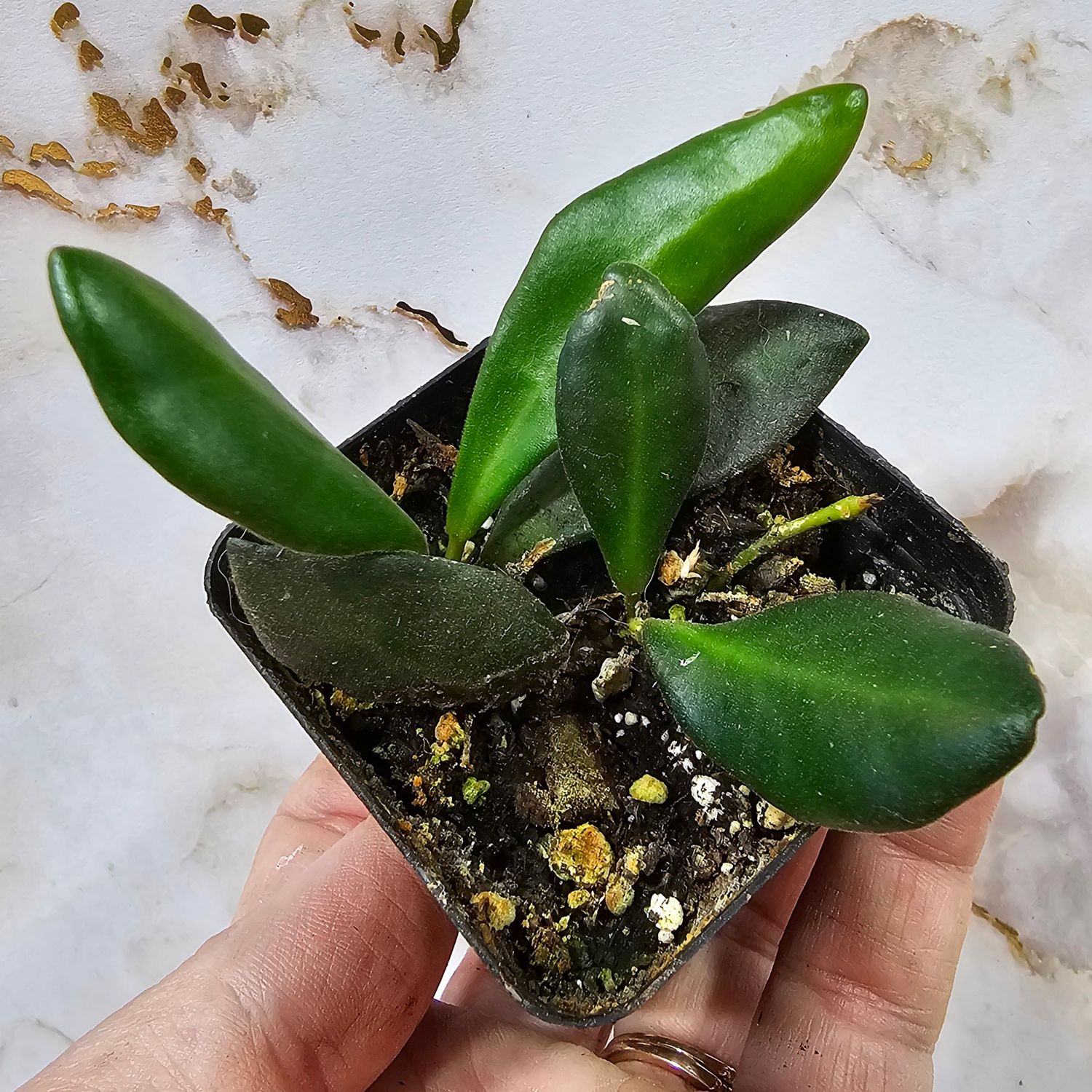 Hoya burtoniae