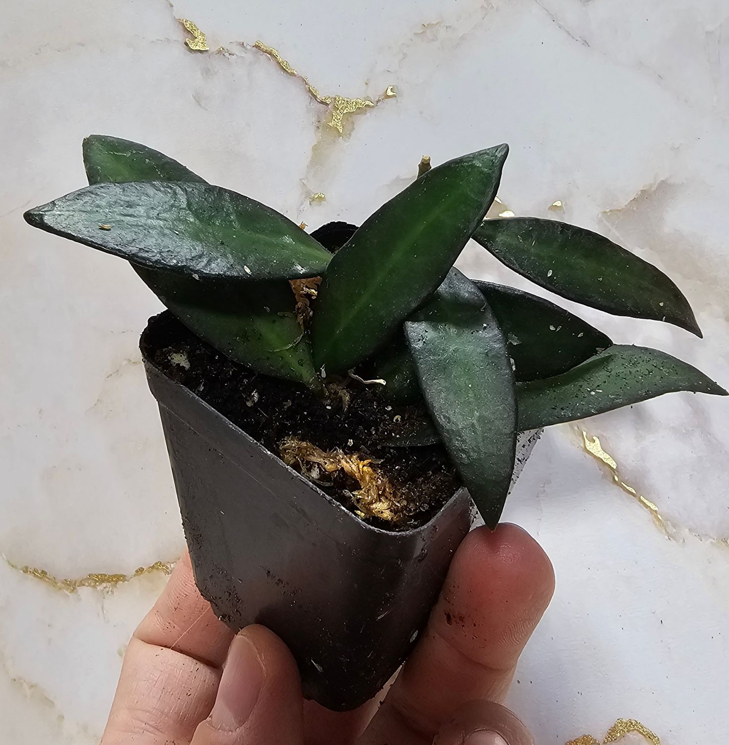 Hoya &quot;Rosita&quot;