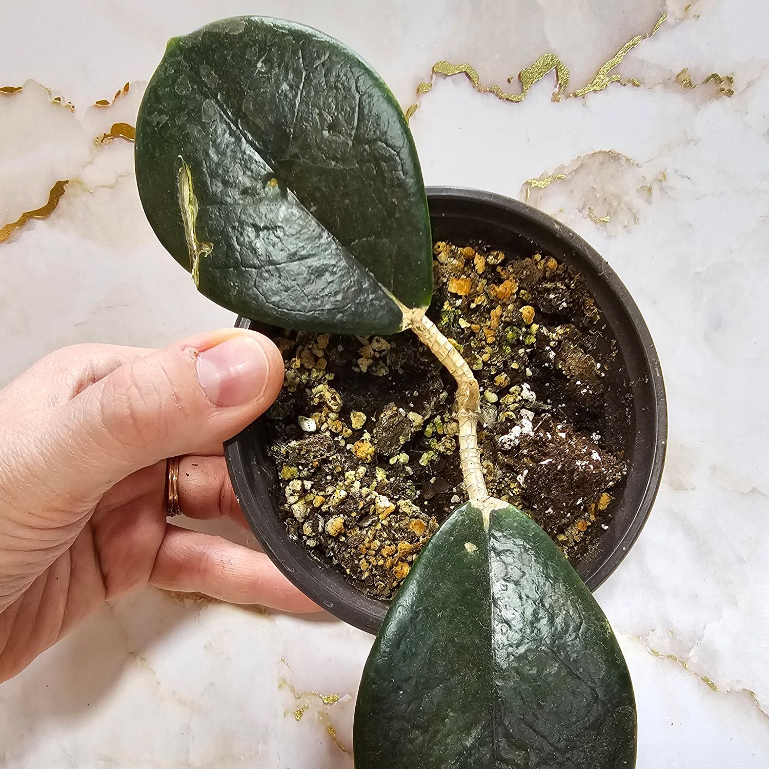 Hoya australis