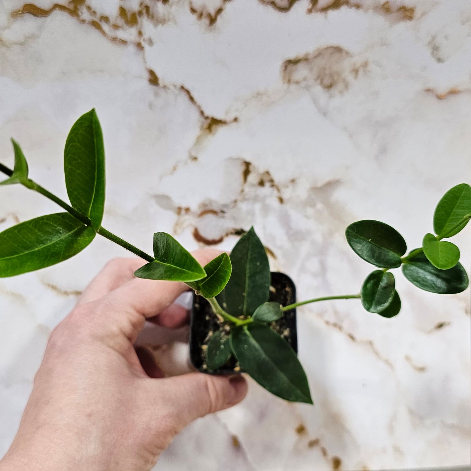 Hoya densifolia