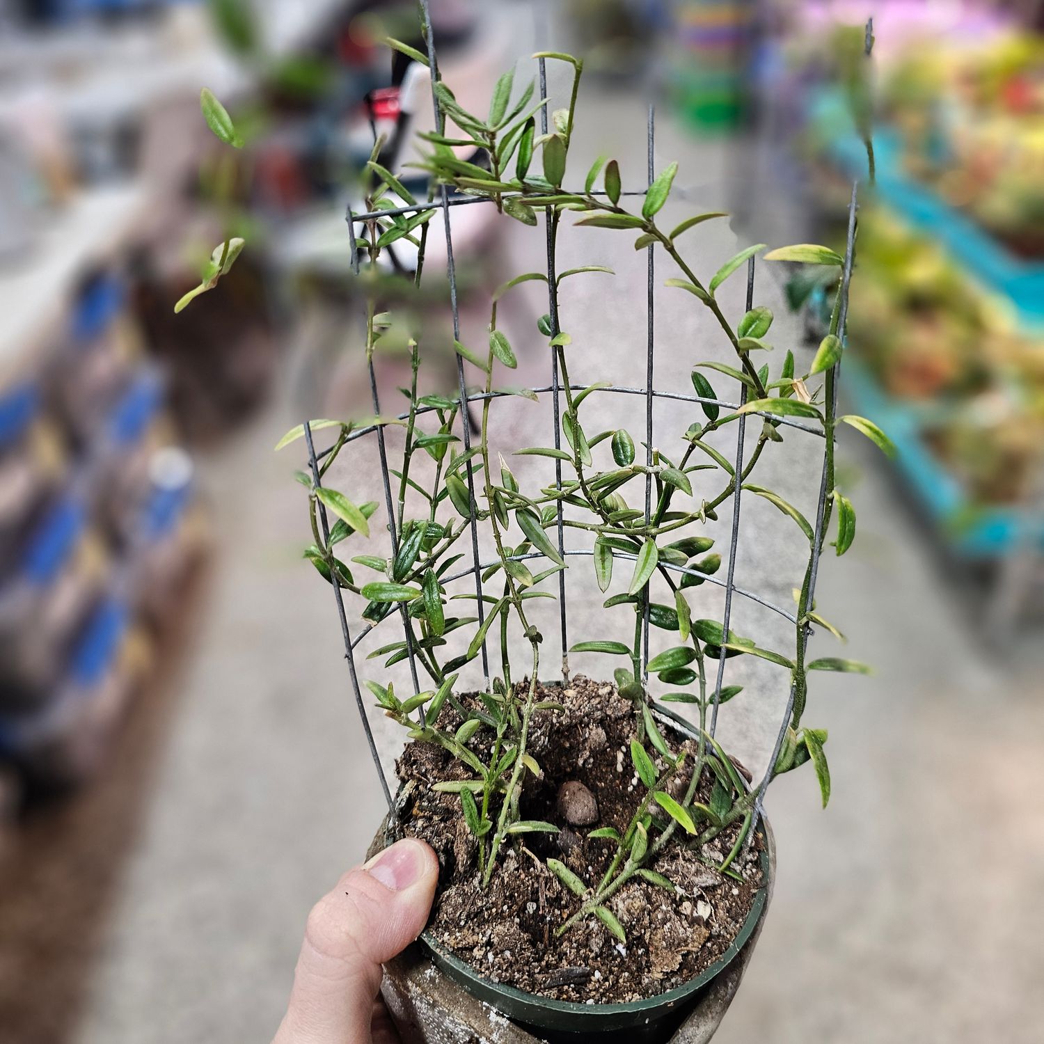Hoya engleriana