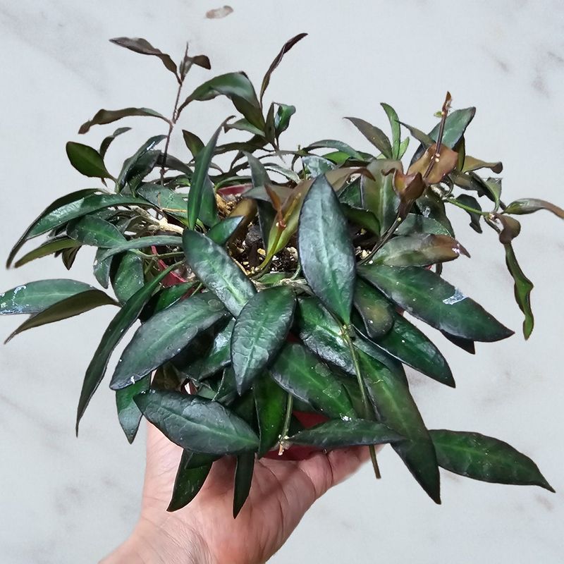 Browse Plants by Plant Family