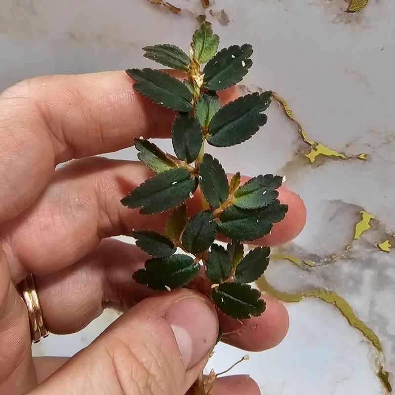Browse Plants by Grow type