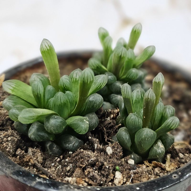 Succulents &amp; Semi-Succulents