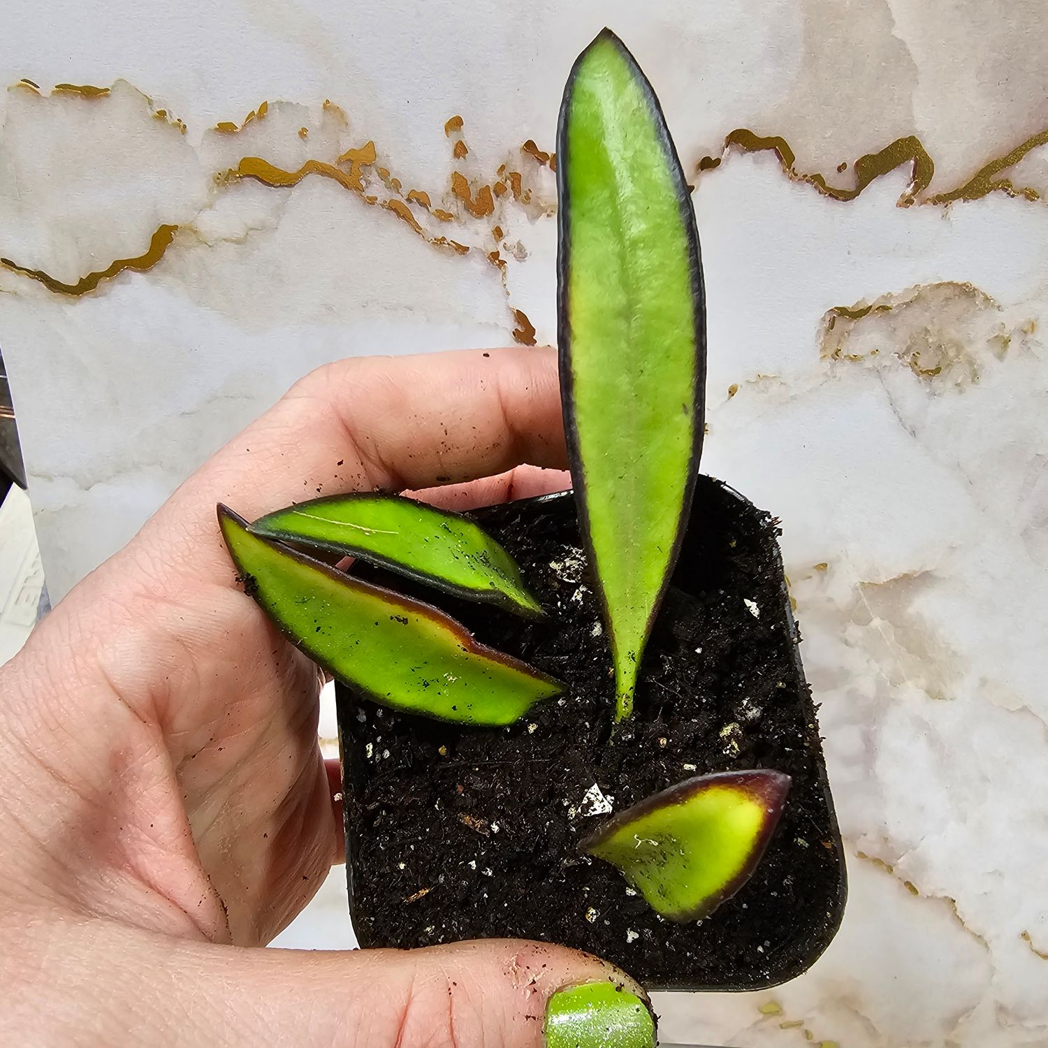 Hoya wayetti