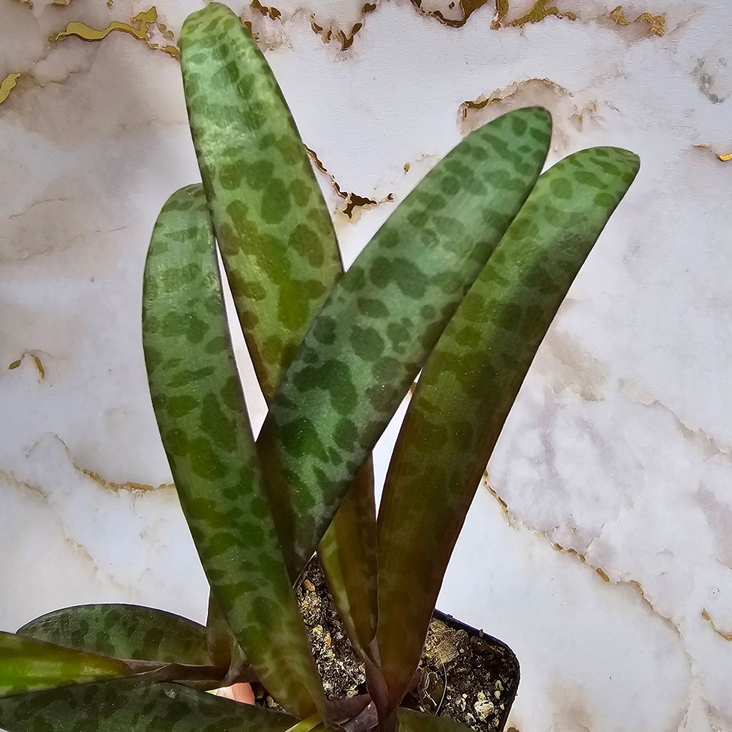 Ledebouria socialis &quot;Silver Squill&quot;