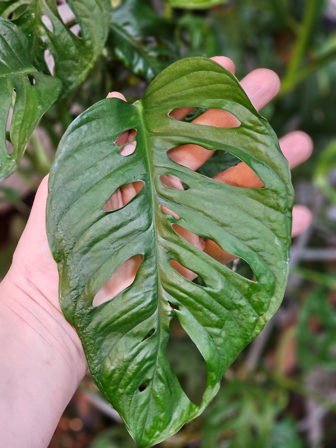 Monstera adasonii &quot;Swiss cheese vine&quot;