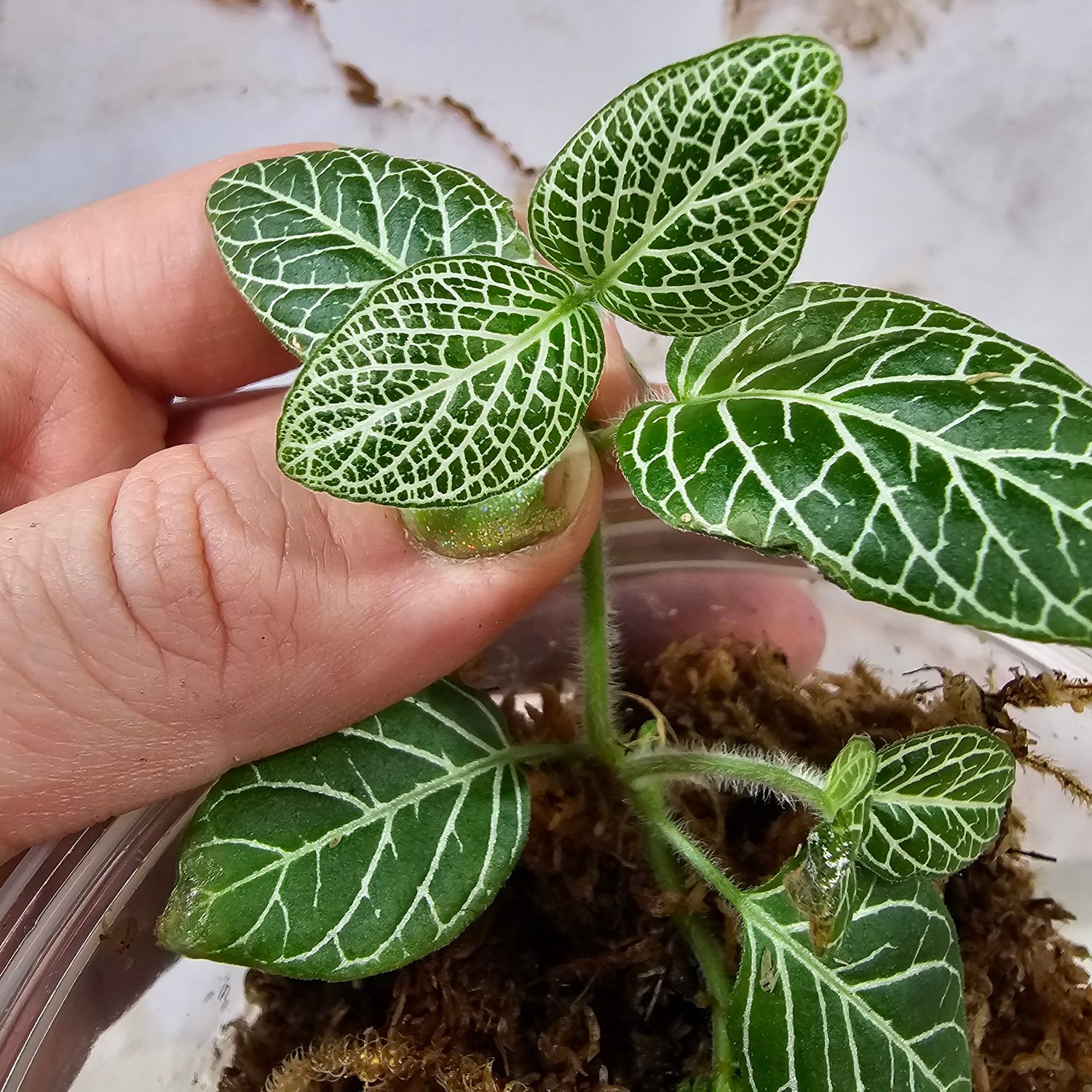 Nerve Plant (Fittonia albivenis)