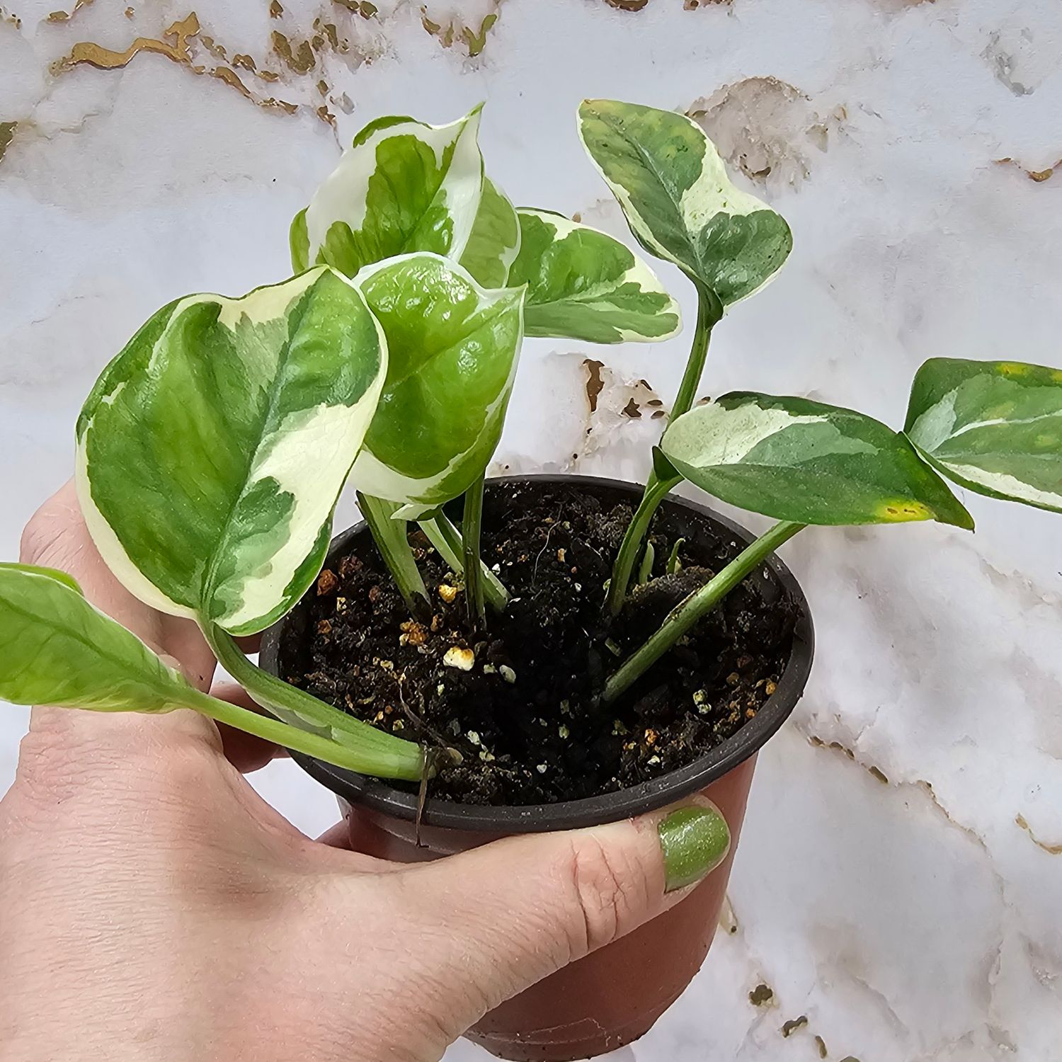 N&#39;Joy Pothos