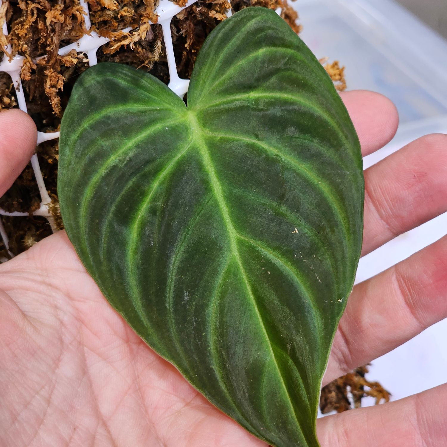 Philodendron &quot;Splendid&quot;