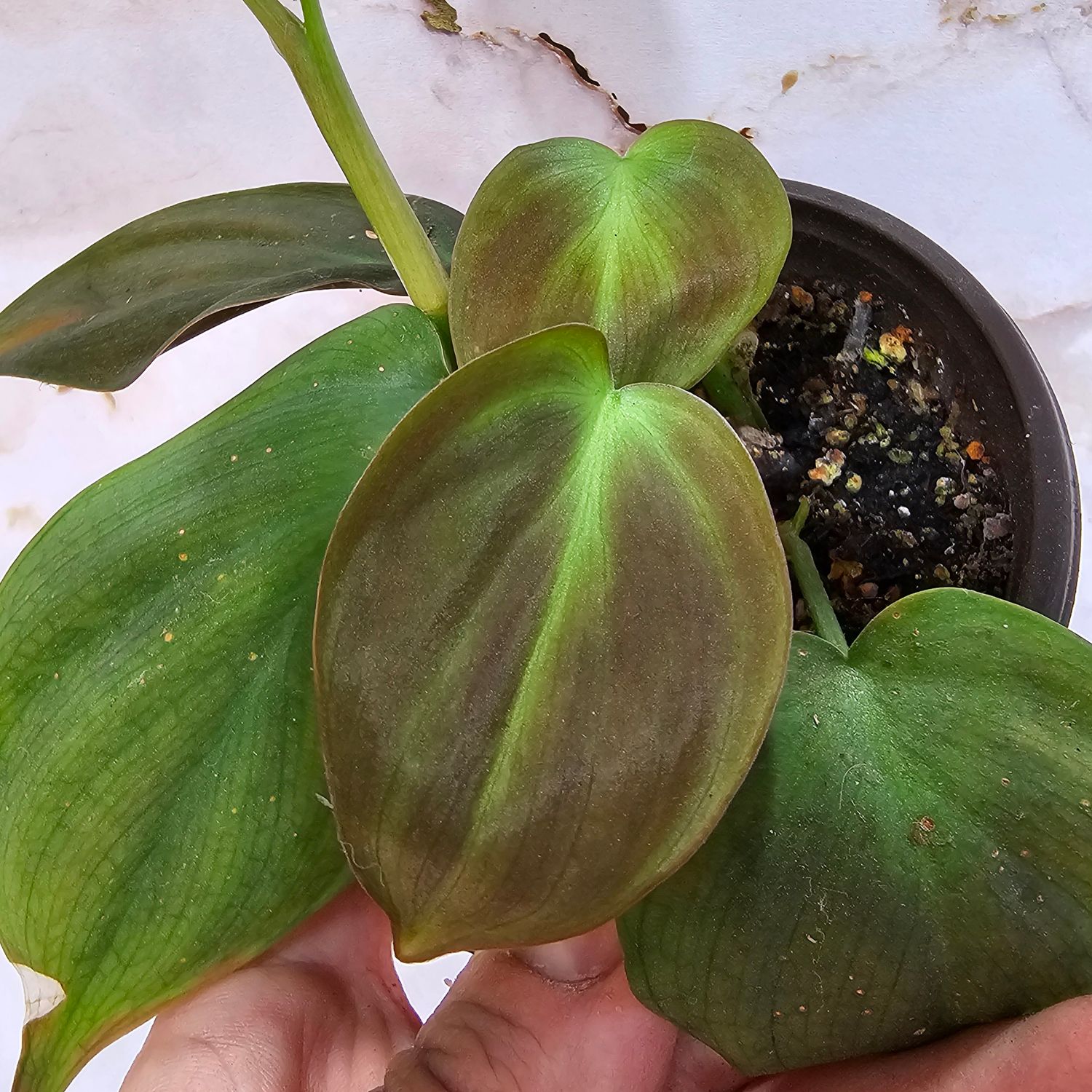 Philodendron camposportoanum