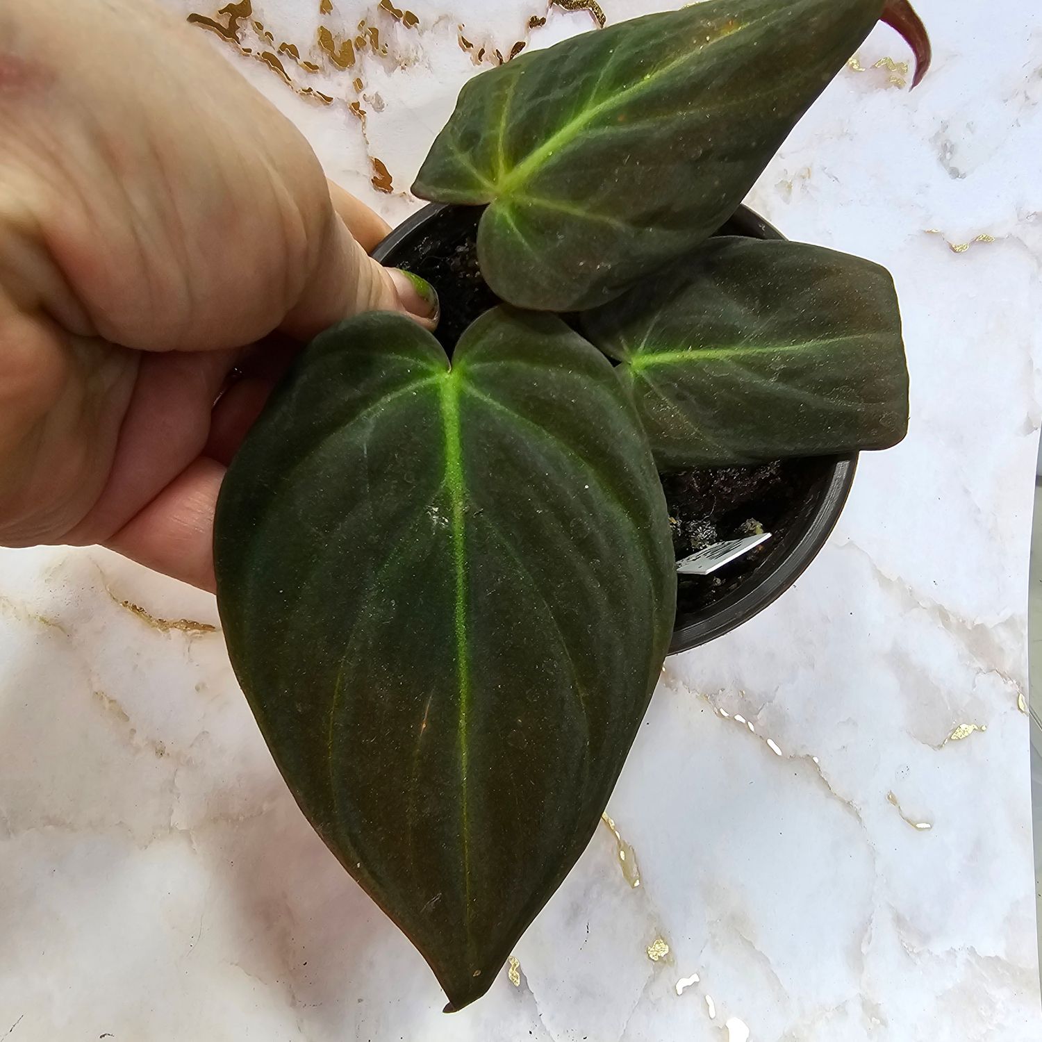 Philodendron micans, &quot;Velvet Philodendron&quot;