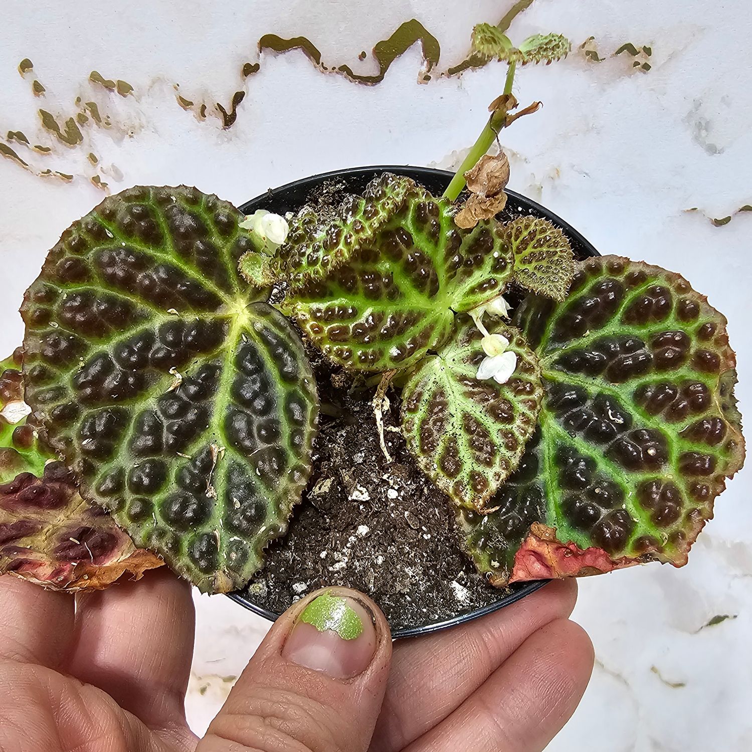 Begonia dracopelta