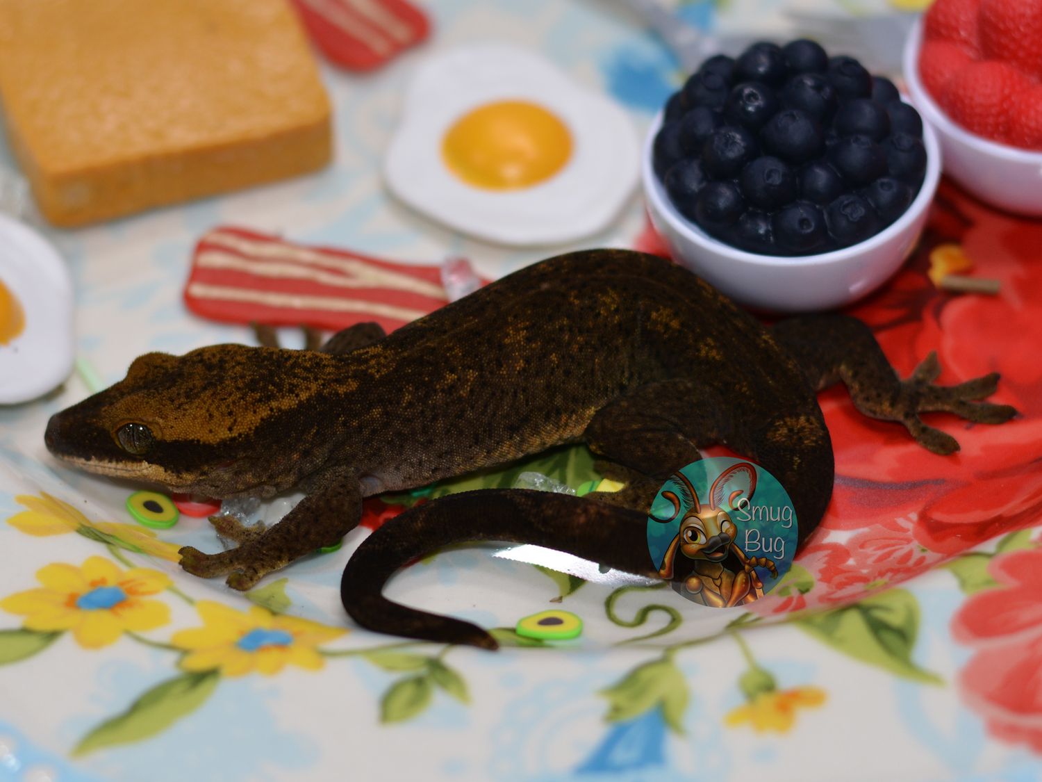 A Fairy Awesome Story, Blonde probable female sarasinorum gecko