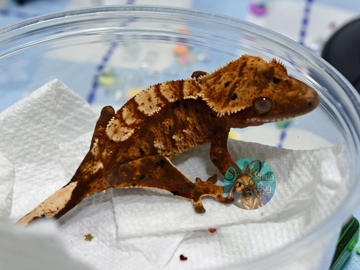 Become the Tentacle, Red Based Brindle Dalmatian Harlequin probable female crested gecko