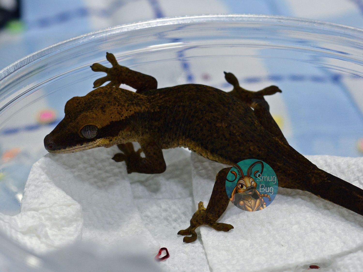 Checkmate, Patternless possible female sarasinorum gecko