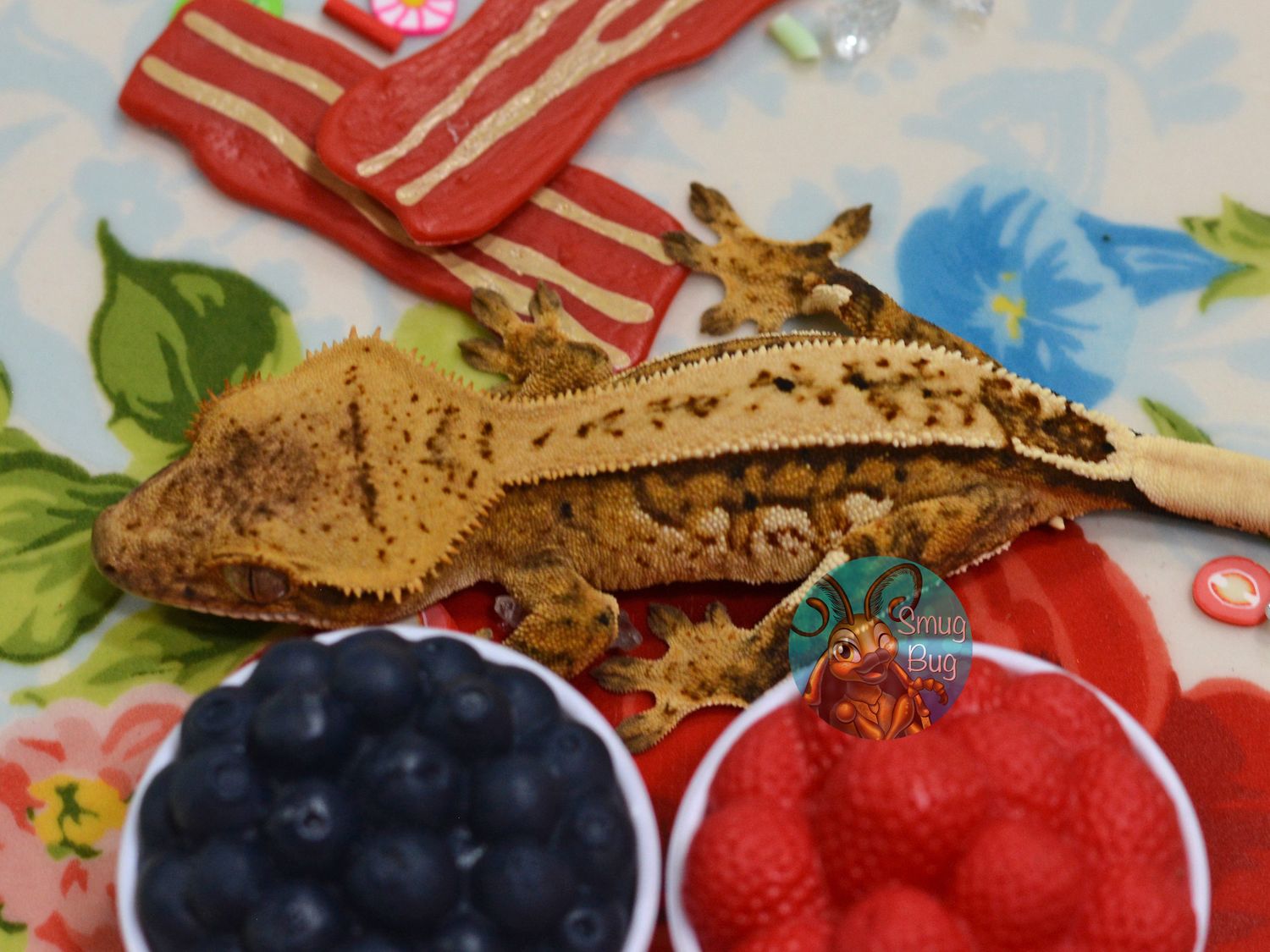 A Novel For Modern Women, Yellow based quadstripe possible male crested gecko