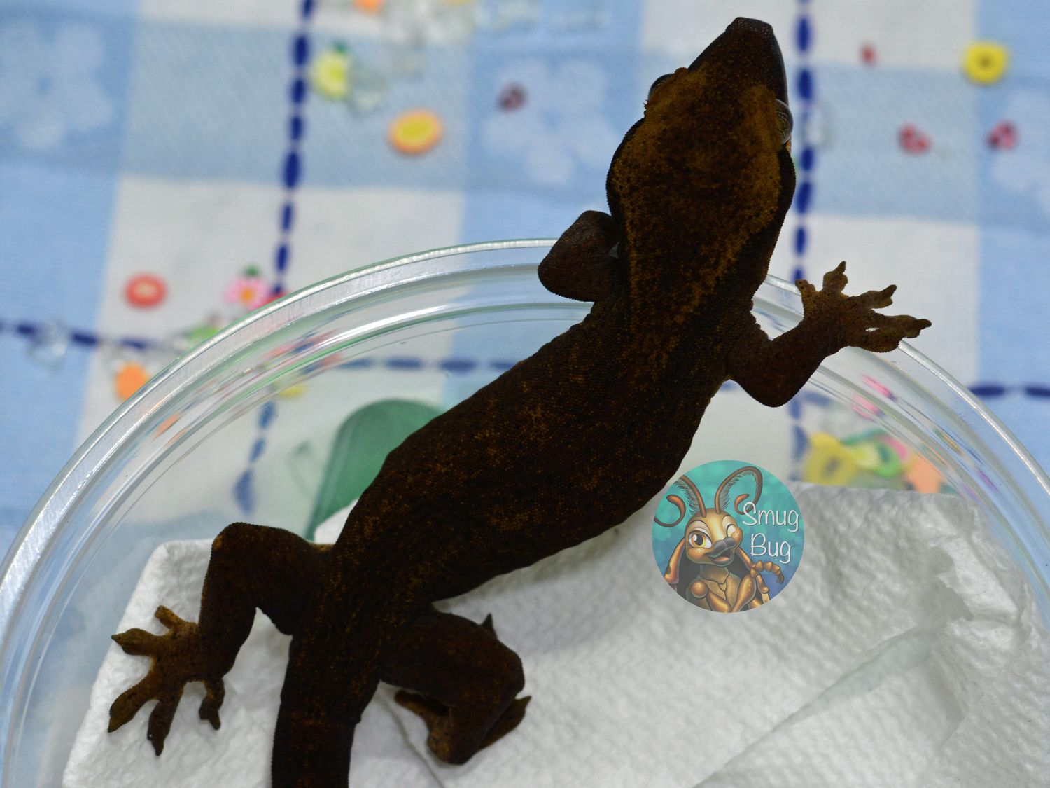 Depravity, Dark patternless probable female sarasinorum gecko