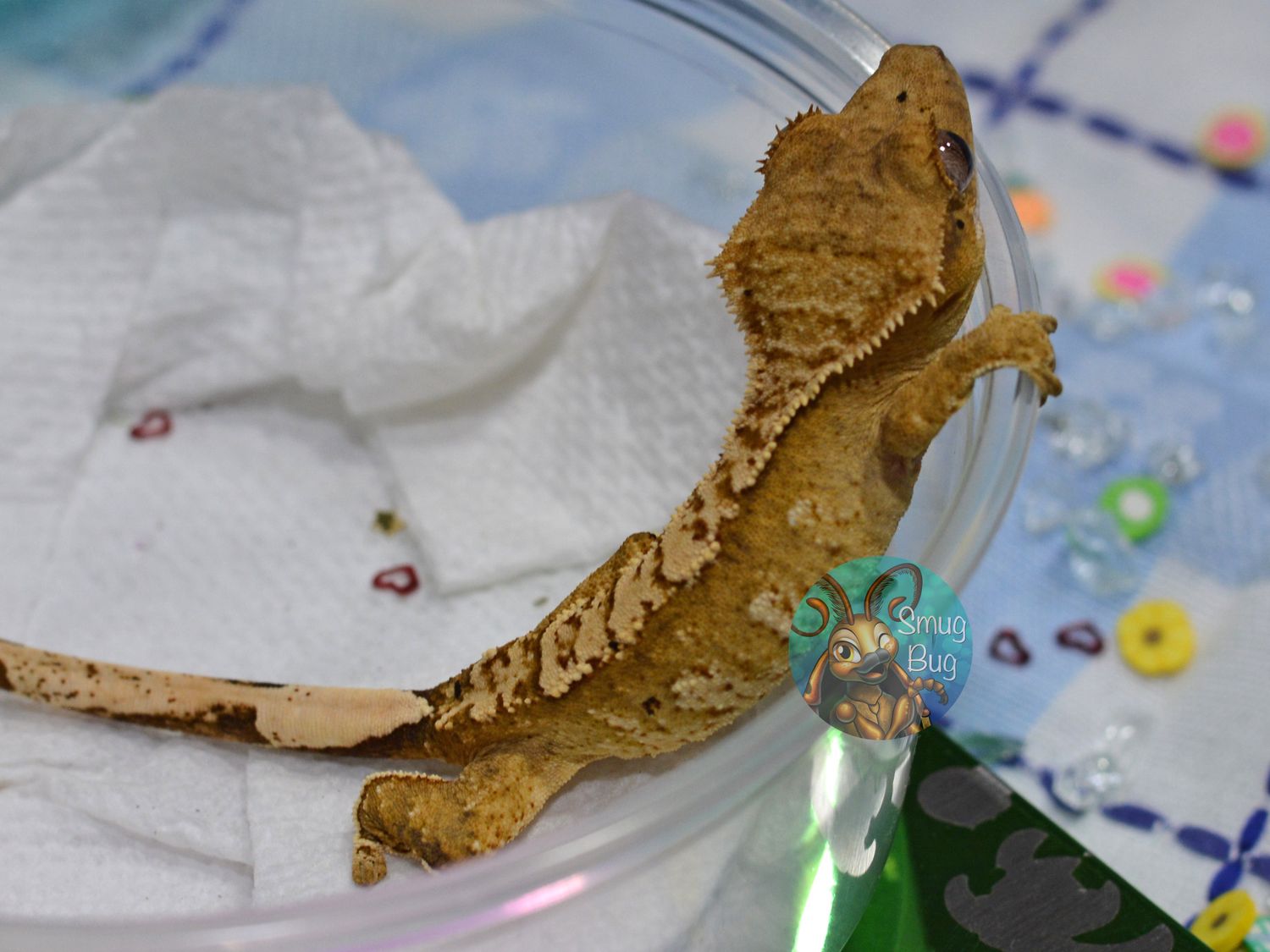Frantic, Frustrated, Female Yellow Based Harlequin Brindle Possible Female Crested Gecko