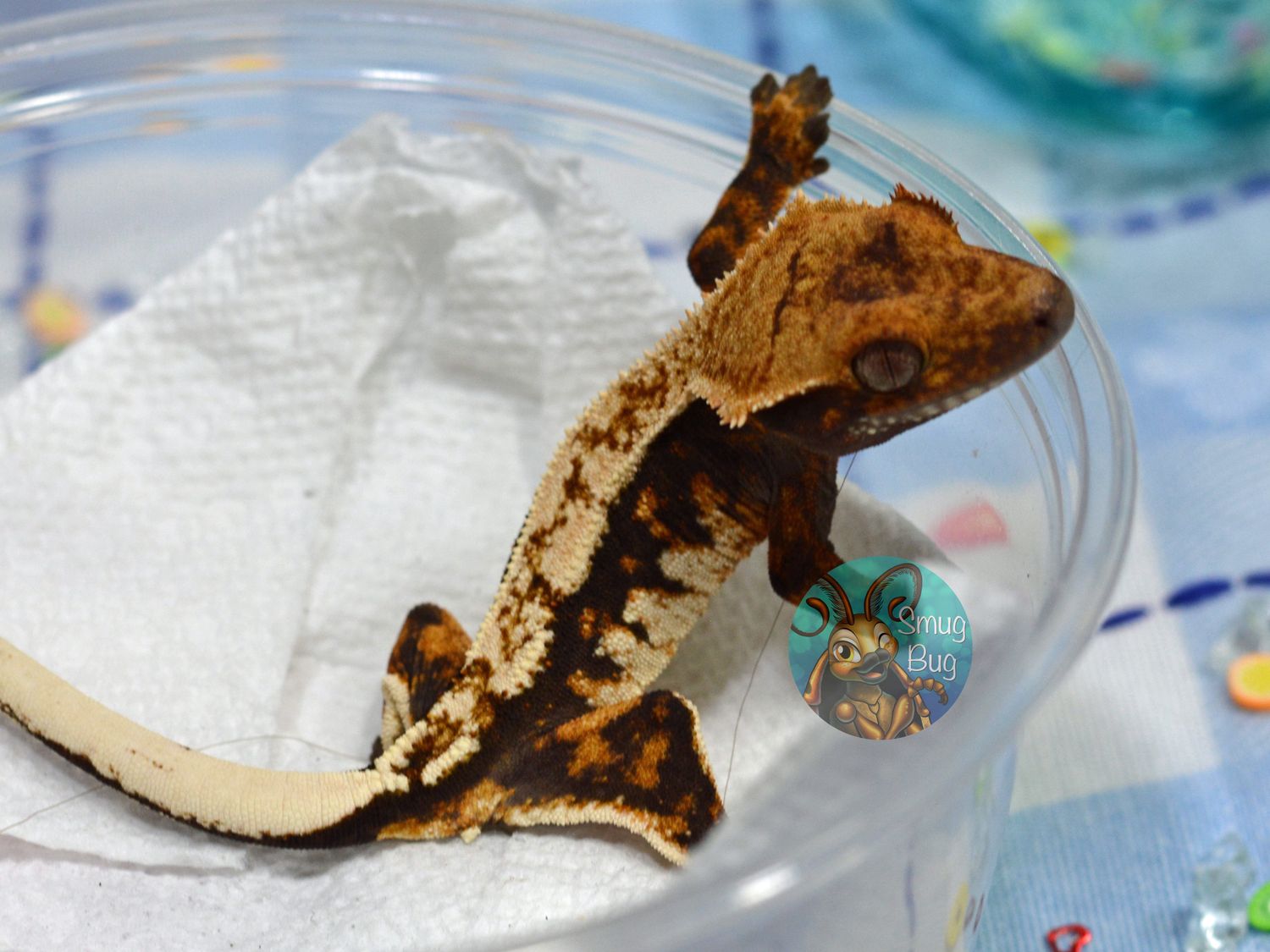 Kulti, dark based creamy harlequin possible female crested gecko
