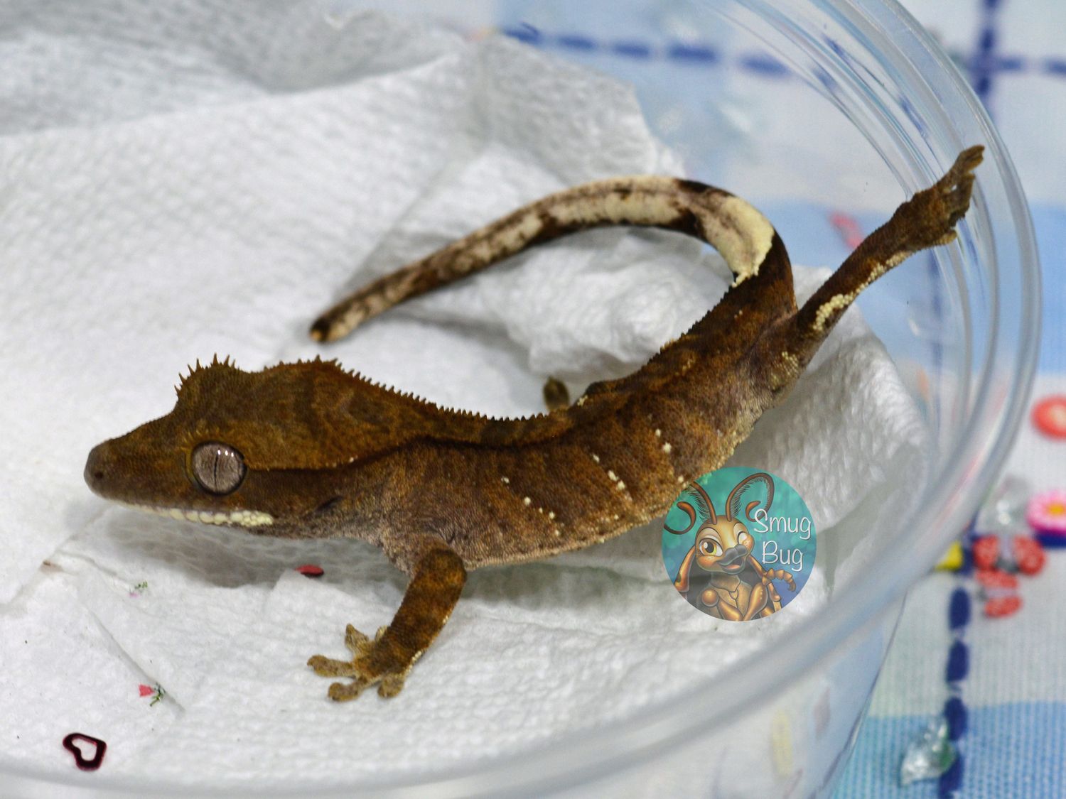 Lawn Ornament Shifters, possible female dark based tiger crested gecko with portholes