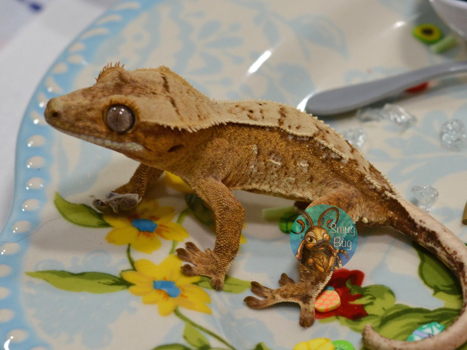Loose Lips Sink Ships, Yellow and cream harlequin brindle probable male crested gecko